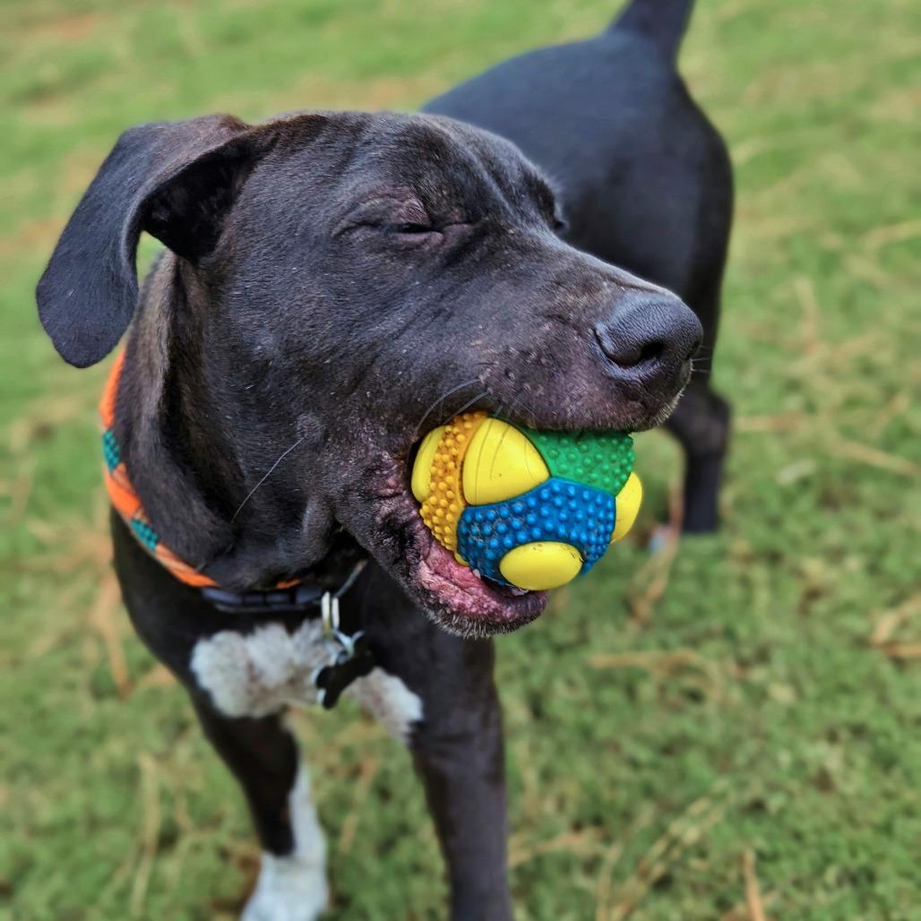 Enlarge Jim Dandy - a gentle teddy bear, a Adoptable mixed breed in Helena, AL image 3/6