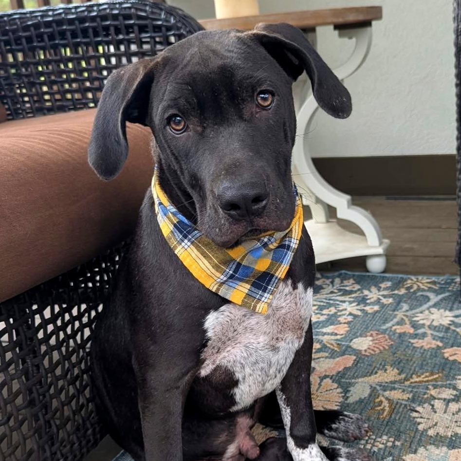 Enlarge Jim Dandy - a gentle teddy bear, a Adoptable mixed breed in Helena, AL image 1/6