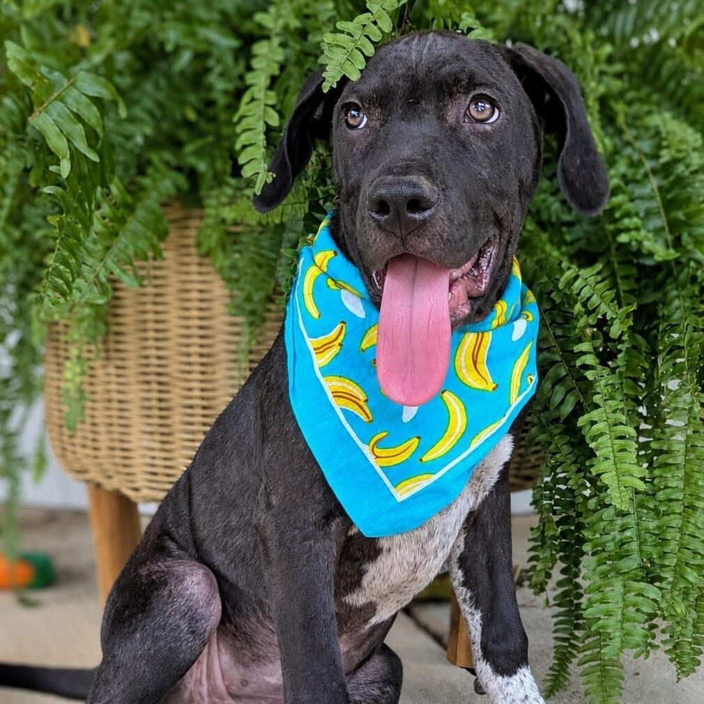 Jim Dandy, Adoptable, Puppy Male Labrador Retriever.