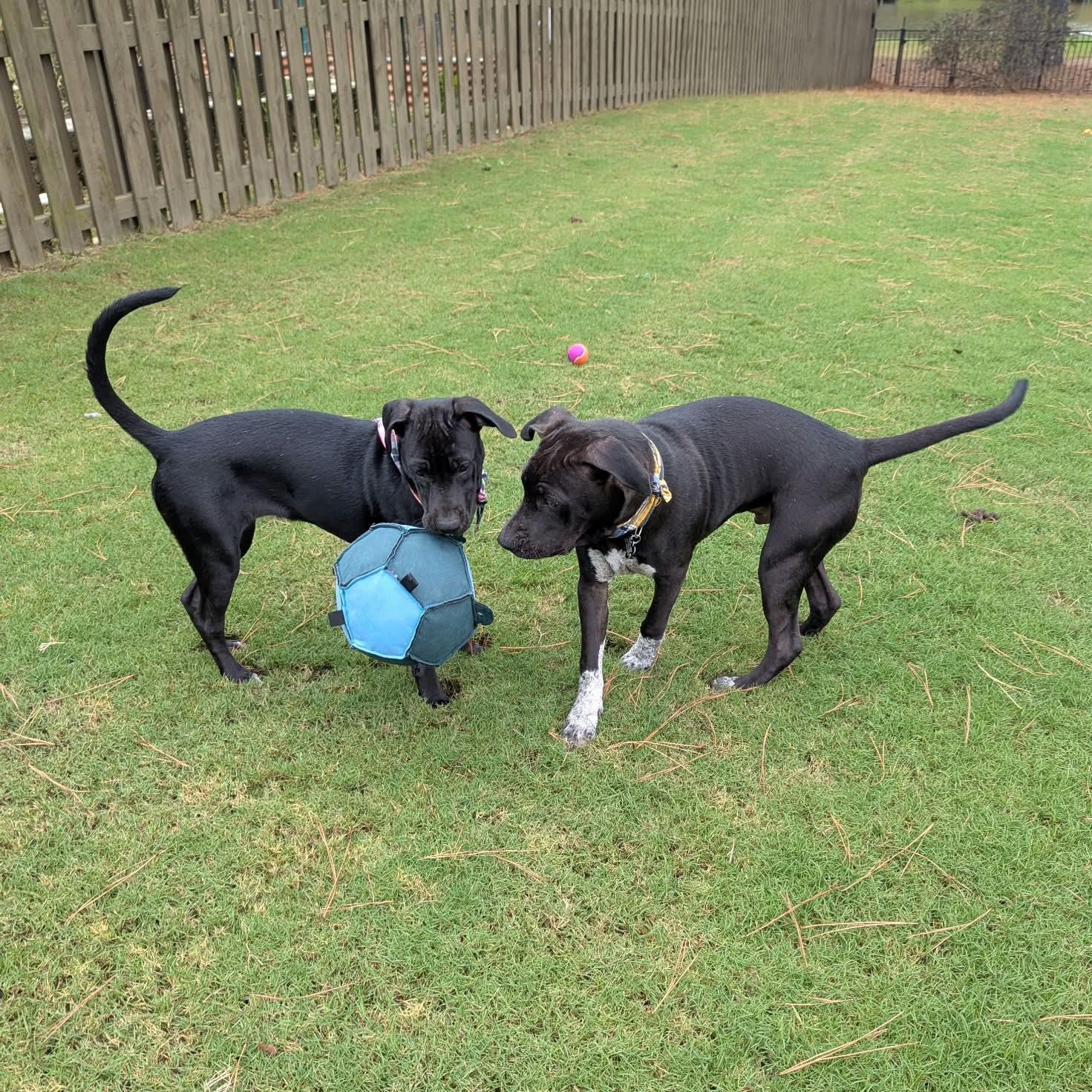 Enlarge Jim Dandy - a gentle teddy bear, a Adoptable mixed breed in Helena, AL image 4/6