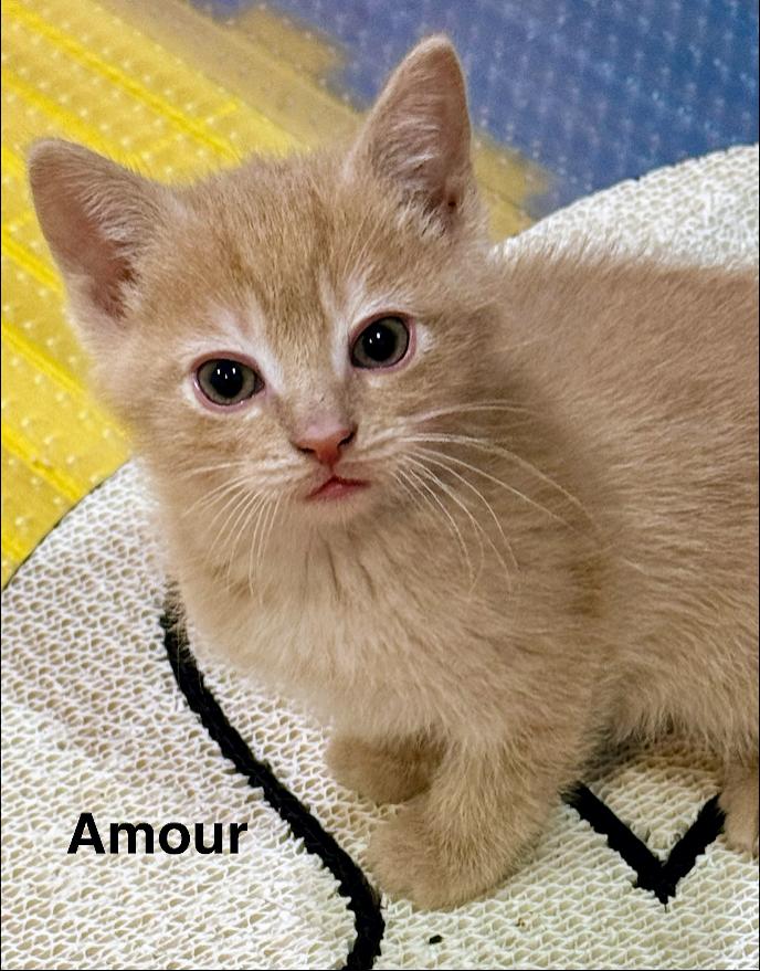 Amour, Adoptable, Kitten Male Domestic Short Hair.