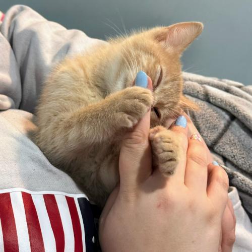 Enlarge Amour, a Adoptable Domestic Short Hair in Kenosha, WI image 2/2