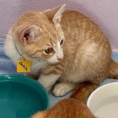 Enlarge Dorito - Cute Orange Tabby, a Adoptable mixed breed in Hoquiam, WA image 2/6