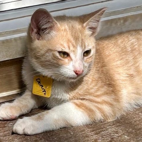 Enlarge Dorito - Cute Orange Tabby, a Adoptable mixed breed in Hoquiam, WA image 3/6