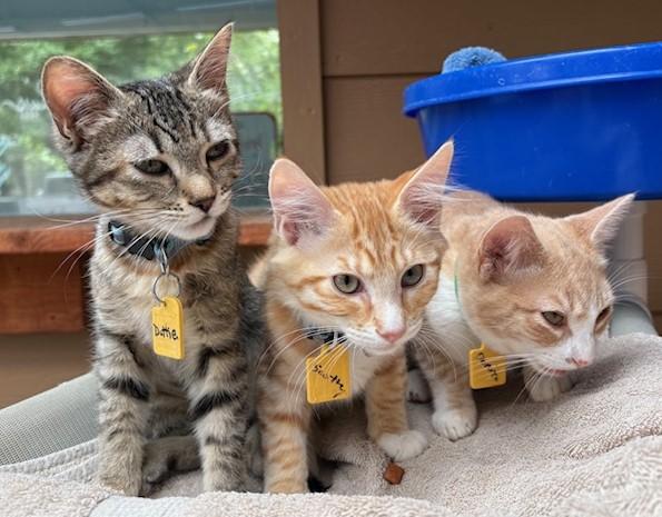 Enlarge Dorito - Cute Orange Tabby, a Adoptable mixed breed in Hoquiam, WA image 4/6