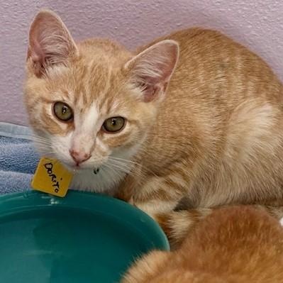 Enlarge Dorito - Cute Orange Tabby, a Adoptable mixed breed in Hoquiam, WA image 5/6