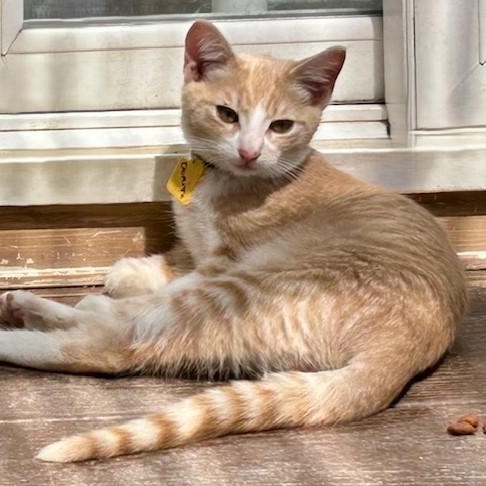 Dorito - Cute Orange Tabby