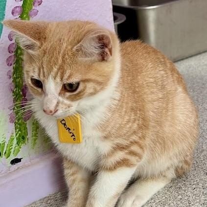 Enlarge Dorito - Cute Orange Tabby, a Adoptable mixed breed in Hoquiam, WA image 6/6