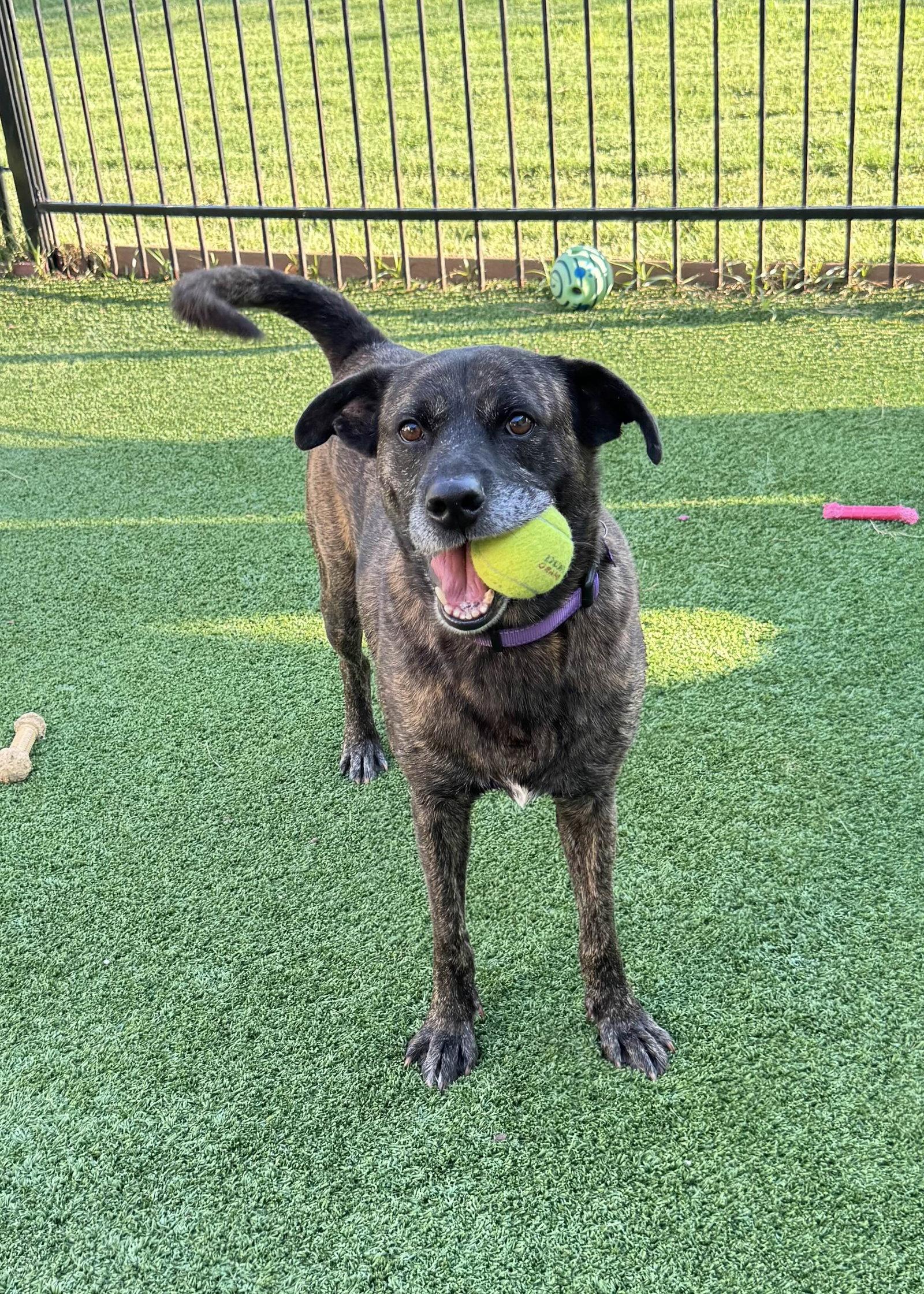 Apollo, Adoptable, Adult Male Boxer & American Staffordshire Terrier.