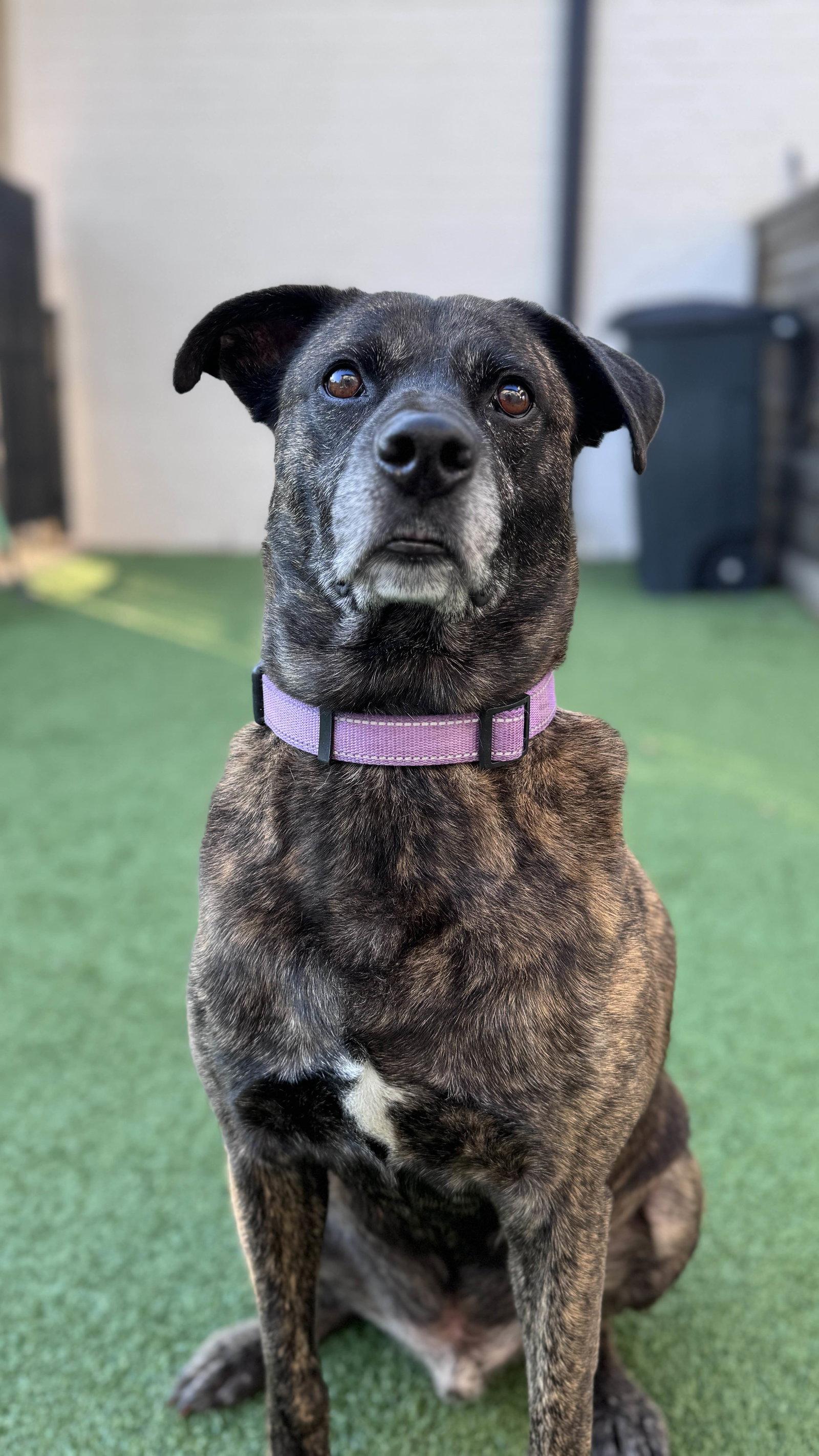 Enlarge Apollo, a Adoptable mixed breed in Fort Worth, TX image 2/3