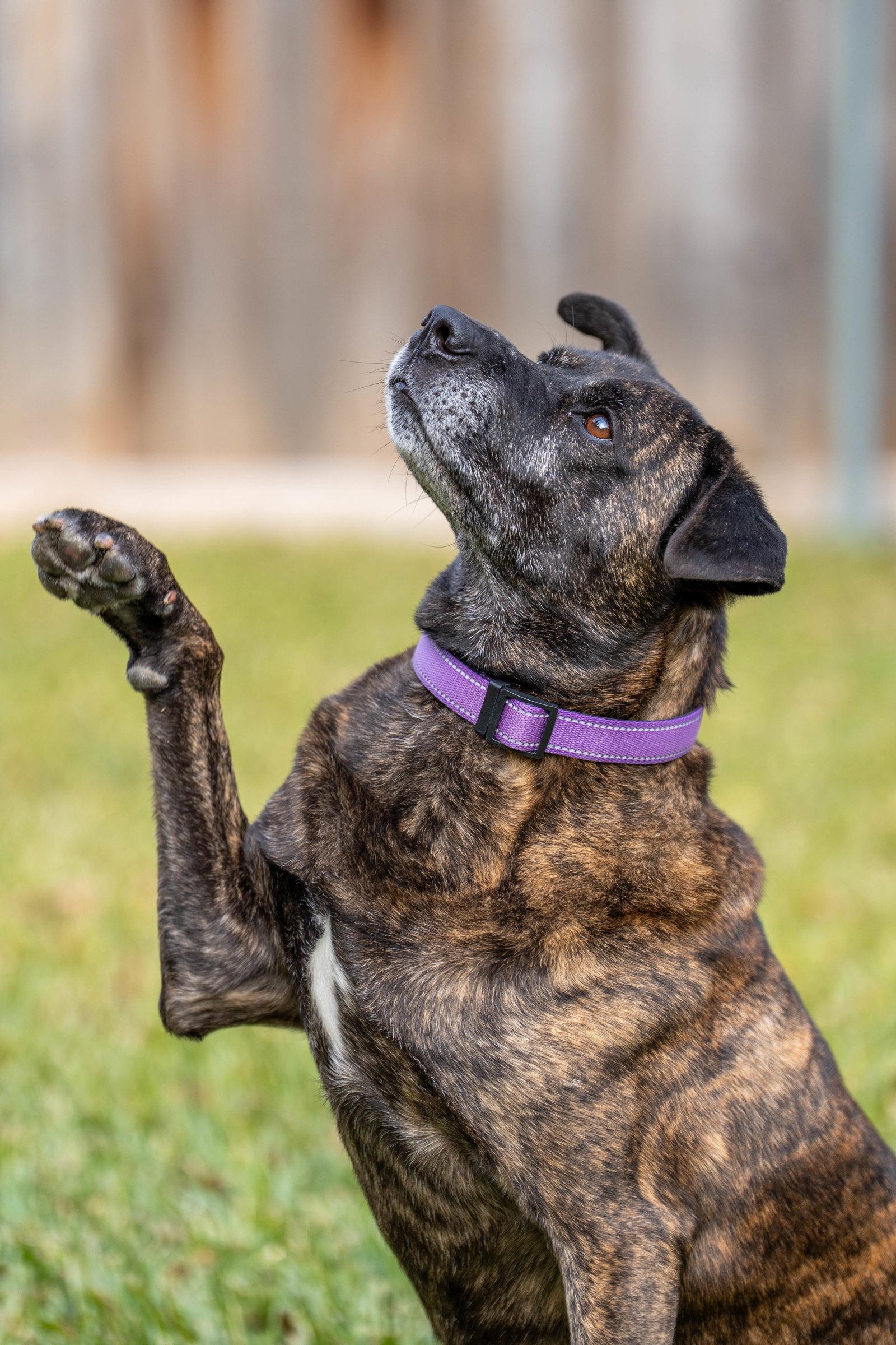Enlarge Apollo, a Adoptable mixed breed in Fort Worth, TX image 3/3