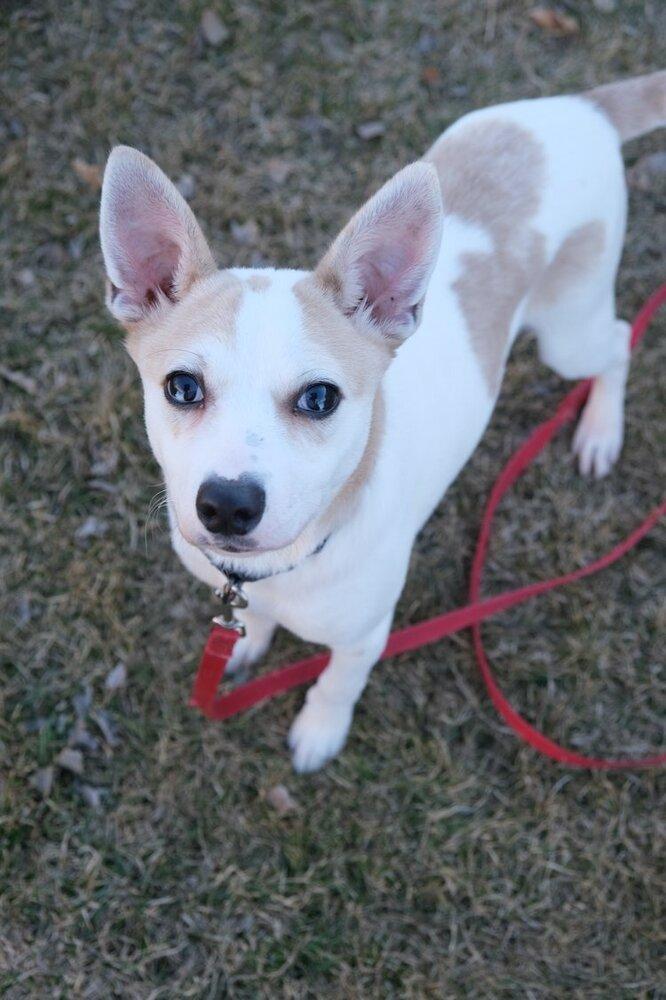 Possum, Adoptable, Young Male Chihuahua.