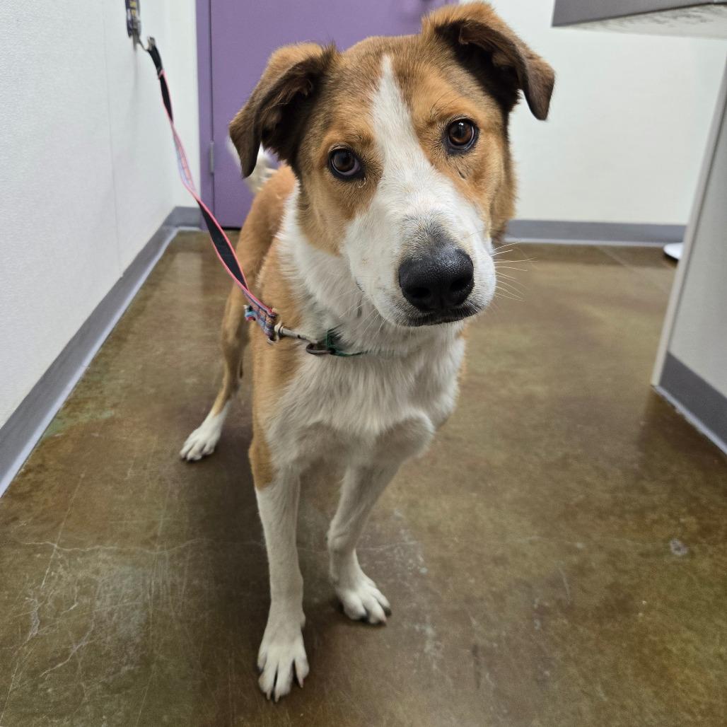 Master Chief, Adoptable, Adult Male Cattle Dog & Shepherd.