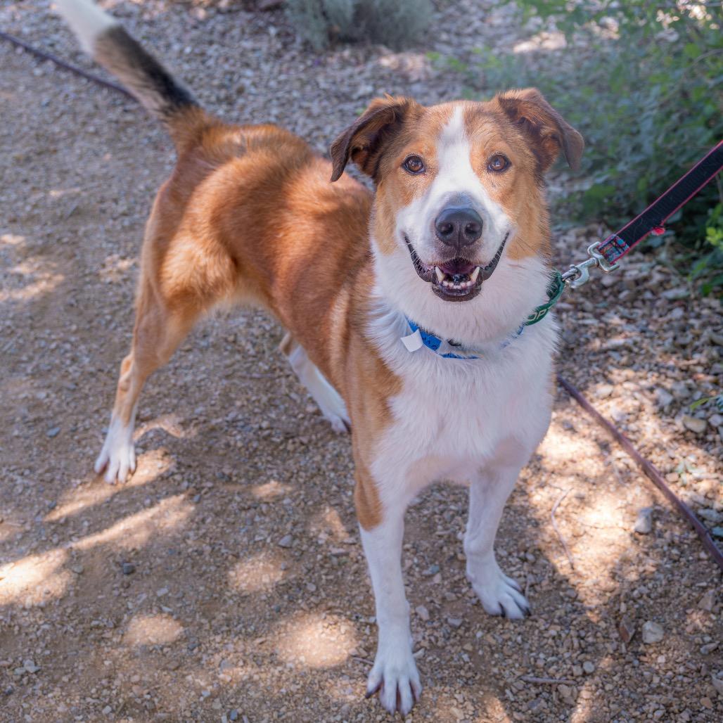 Enlarge Master Chief, a Adoptable mixed breed in Albuquerque, NM image 2/6