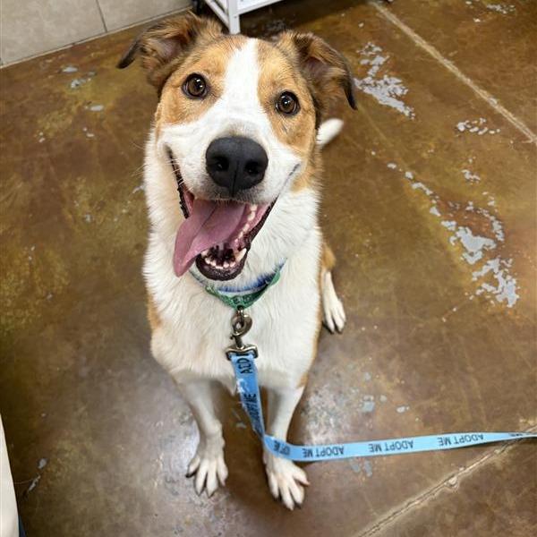 Enlarge Master Chief, a Adoptable mixed breed in Albuquerque, NM image 3/6