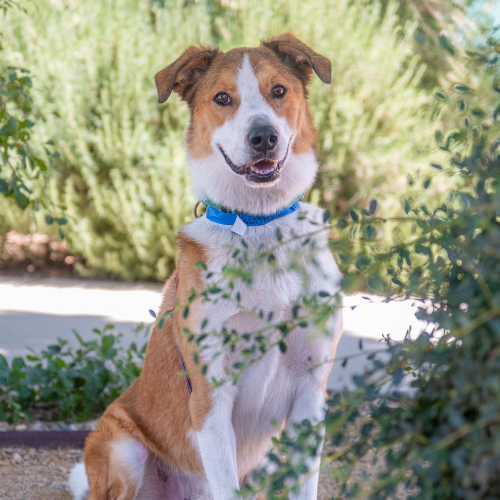 Enlarge Master Chief, a Adoptable mixed breed in Albuquerque, NM image 4/6