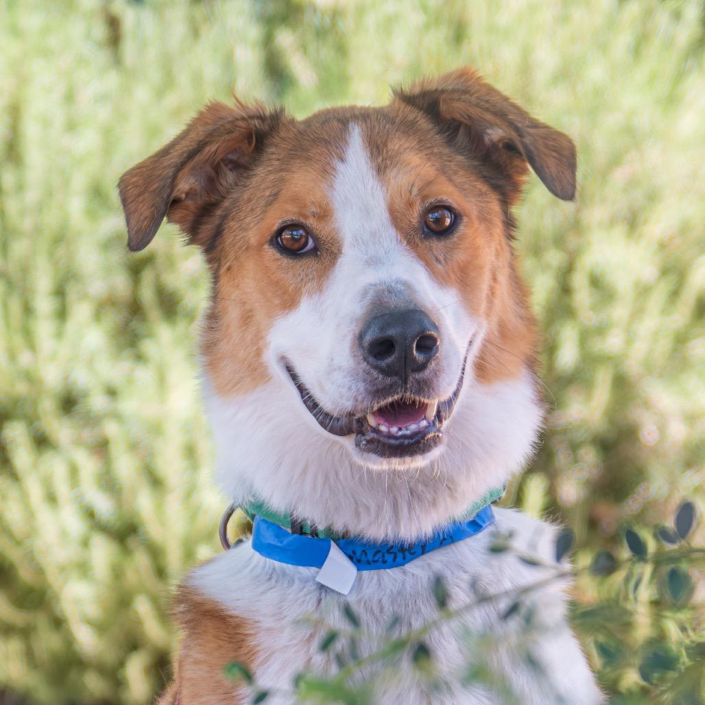 Enlarge Master Chief, a Adoptable mixed breed in Albuquerque, NM image 5/6