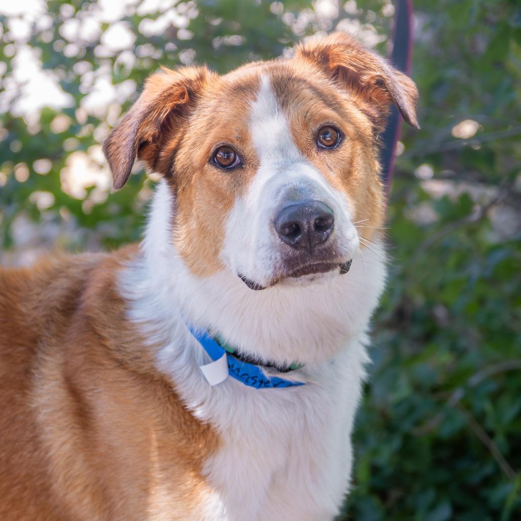 Enlarge Master Chief, a Adoptable mixed breed in Albuquerque, NM image 6/6