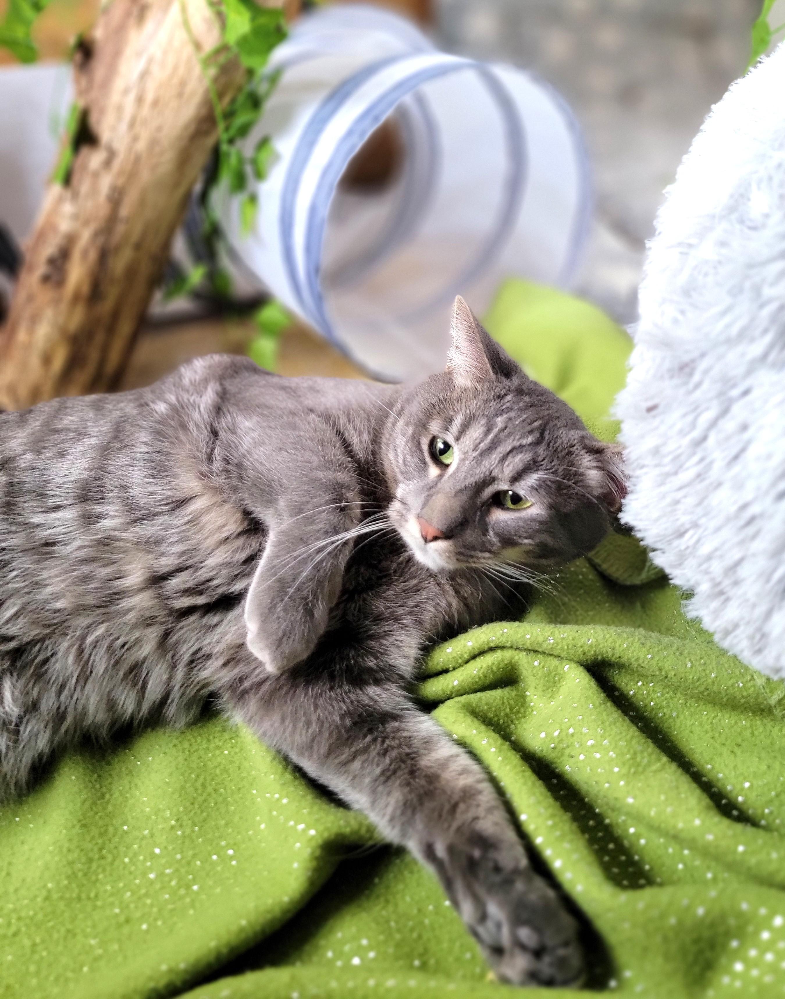 Enlarge Boba, a ADOPTABLE Domestic Short Hair in Washoe Valley, NV image 2/4