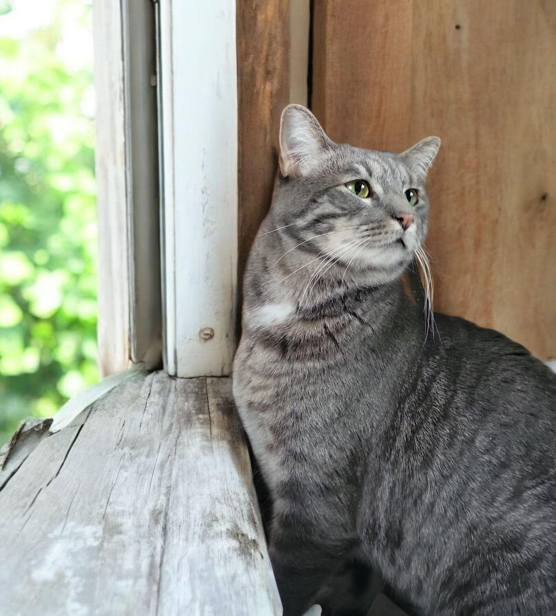 Boba, ADOPTABLE, Young Male Domestic Short Hair.