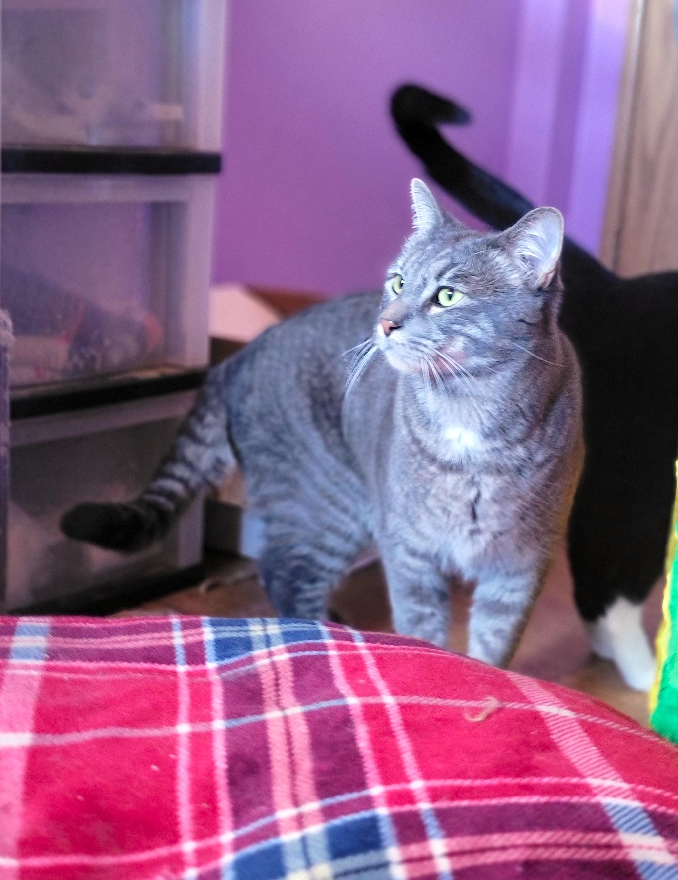 Enlarge Boba, a ADOPTABLE Domestic Short Hair in Washoe Valley, NV image 2/2