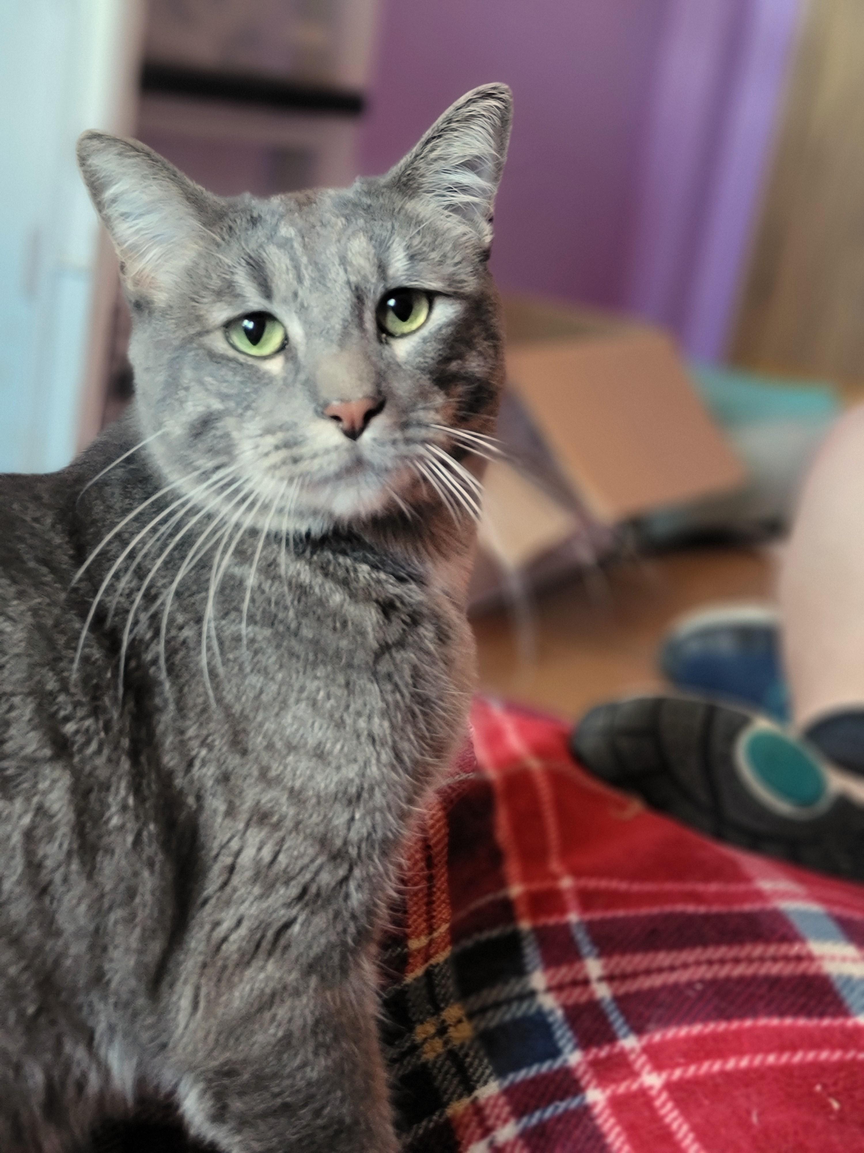 Boba, ADOPTABLE, Young Male Domestic Short Hair.