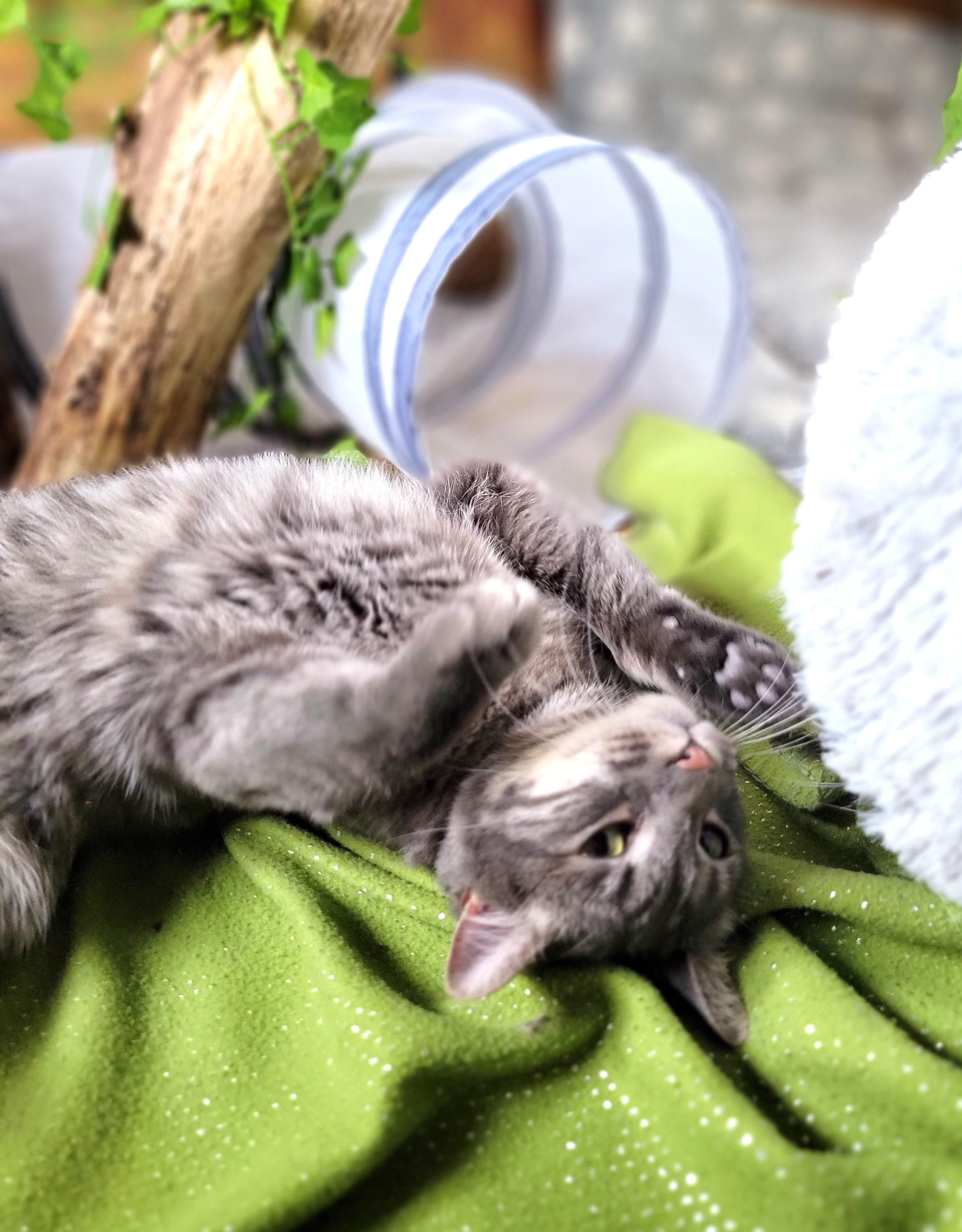 Enlarge Boba, a ADOPTABLE Domestic Short Hair in Washoe Valley, NV image 4/4