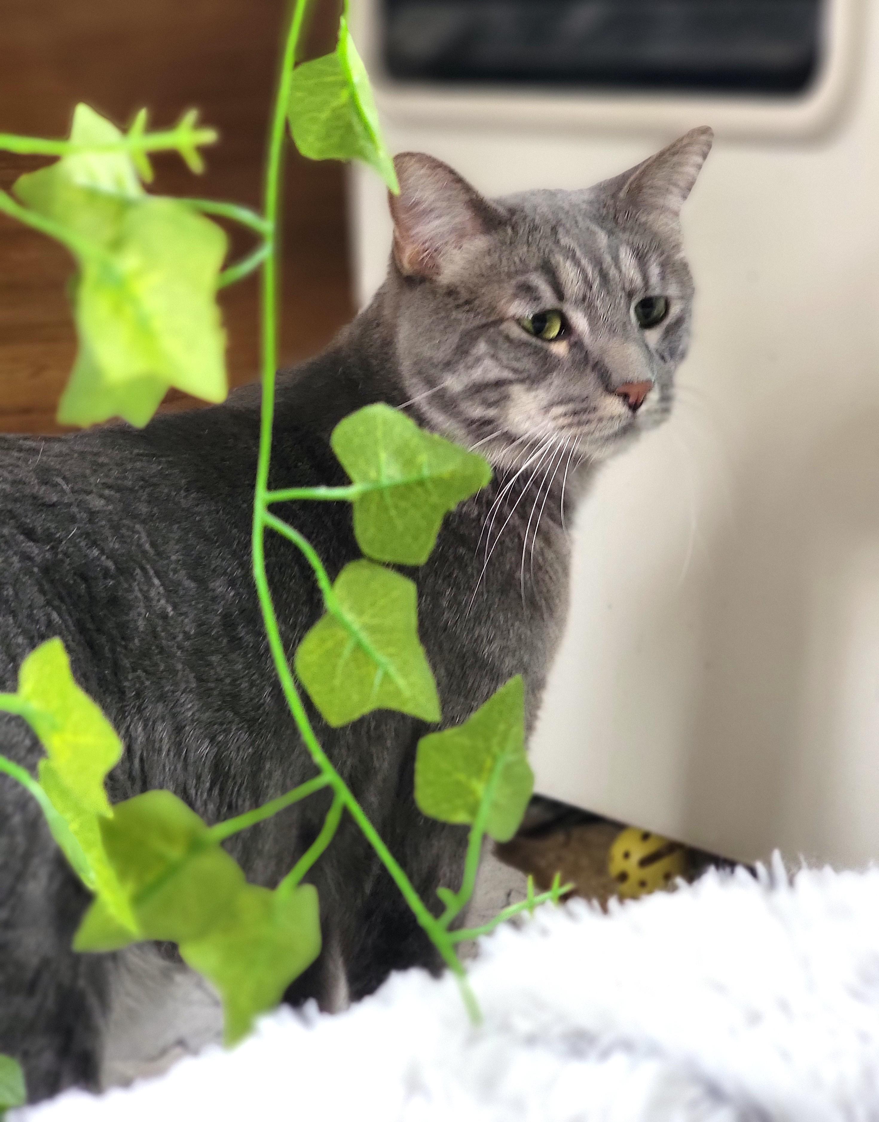 Enlarge Boba, a ADOPTABLE Domestic Short Hair in Washoe Valley, NV image 3/4