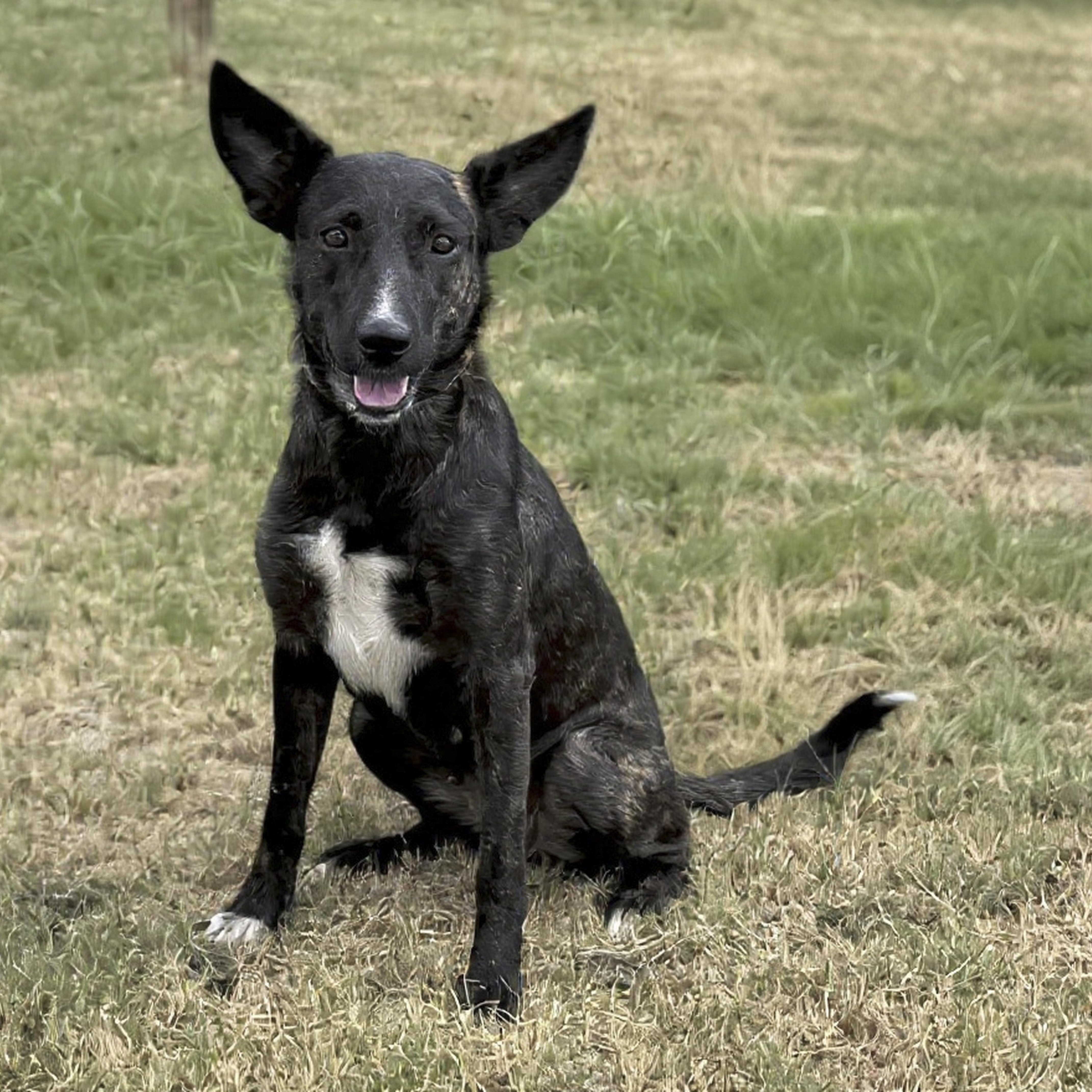 Saar, Adoptable, Young Female Dutch Shepherd.