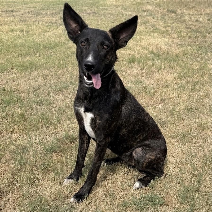 Enlarge Saar, a Adoptable mixed breed in Caldwell, TX image 3/4
