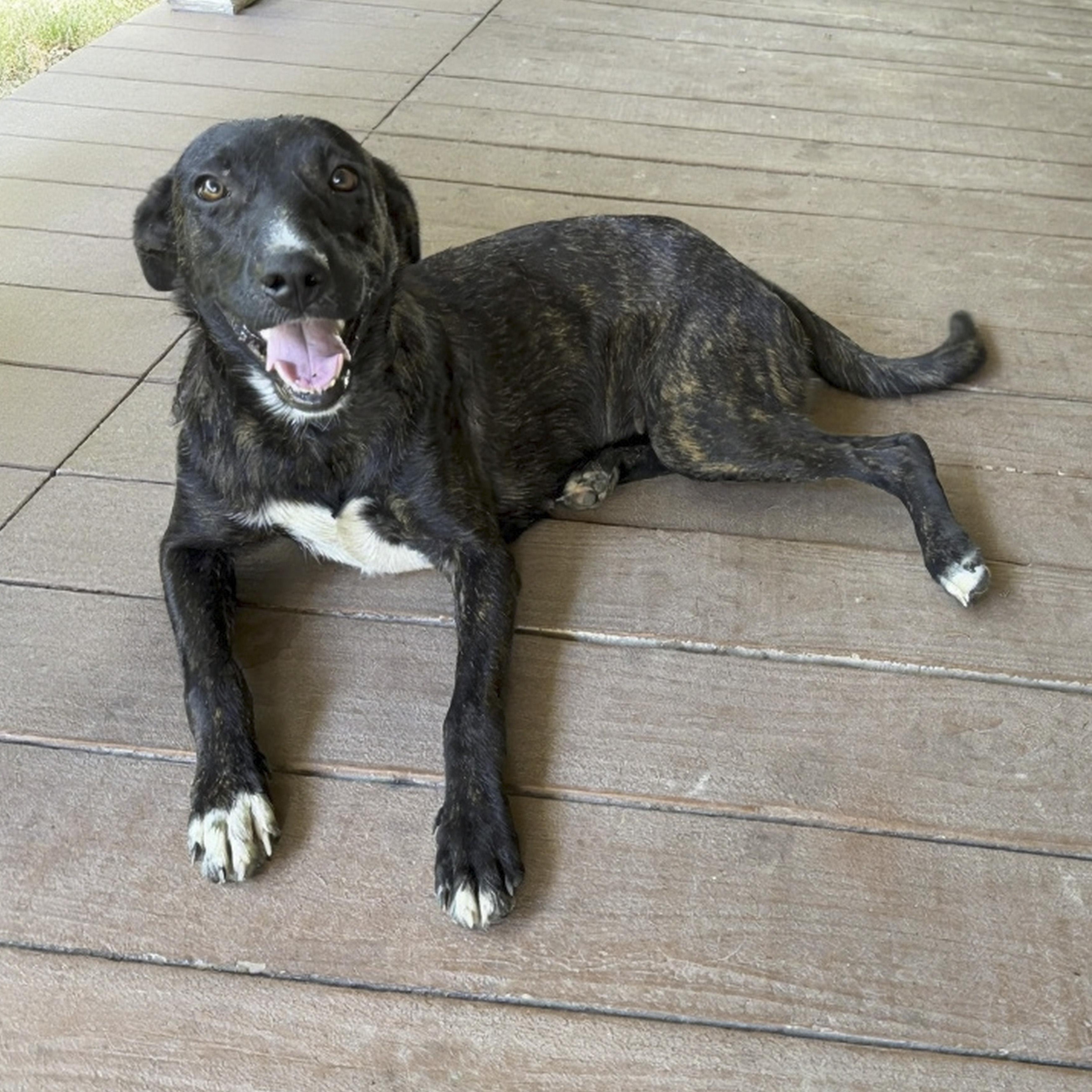 Enlarge Saar, a Adoptable mixed breed in Caldwell, TX image 2/4