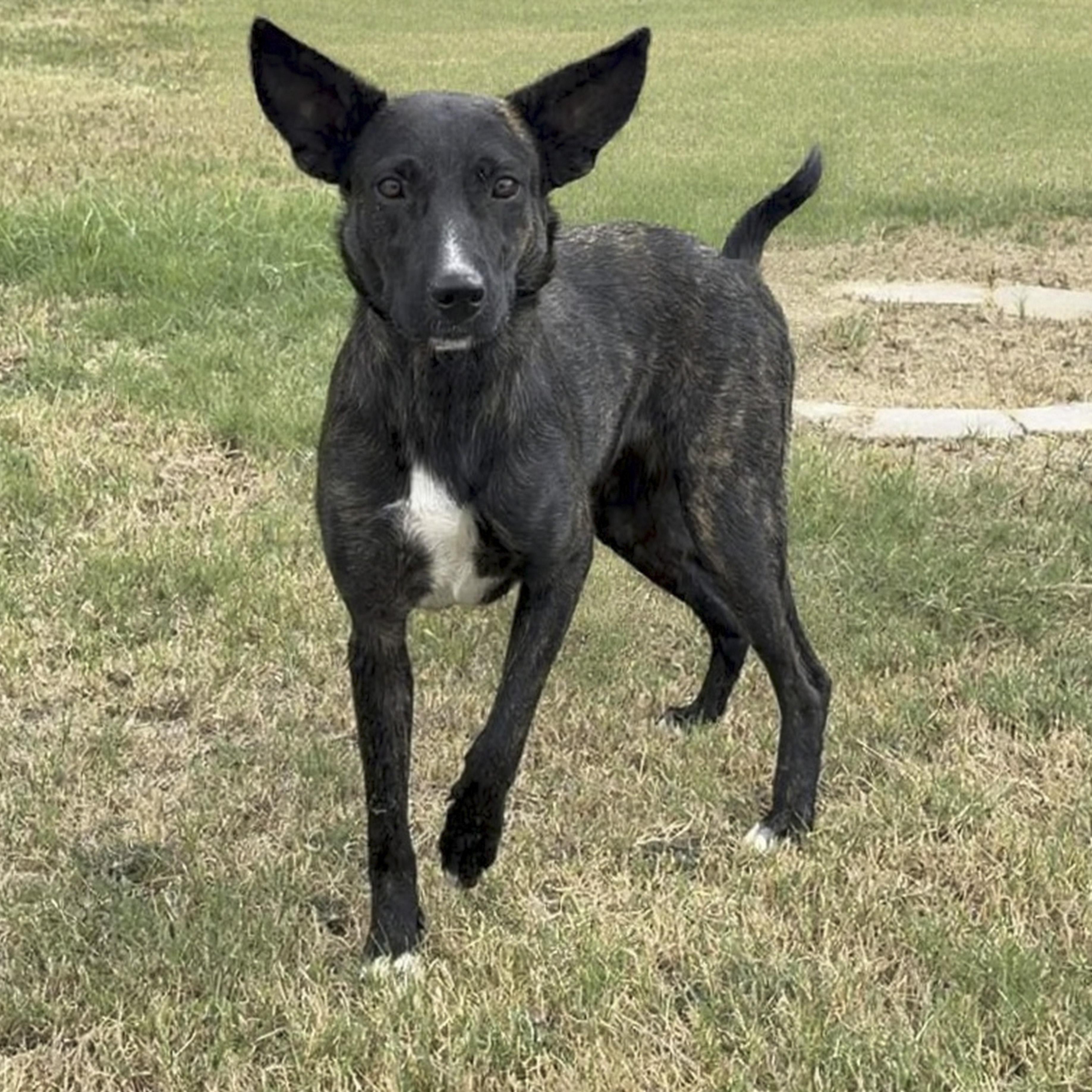 Enlarge Saar, a Adoptable mixed breed in Caldwell, TX image 4/4