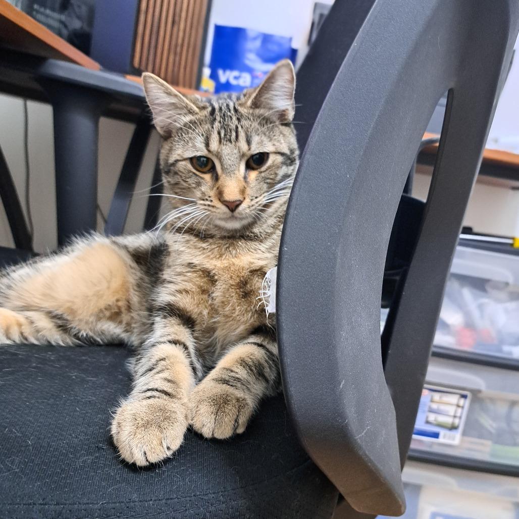 Asher- $25 Bissell Sponsored Adoption Fee!, Adoptable, Young Male Domestic Short Hair & Domestic Short Hair.