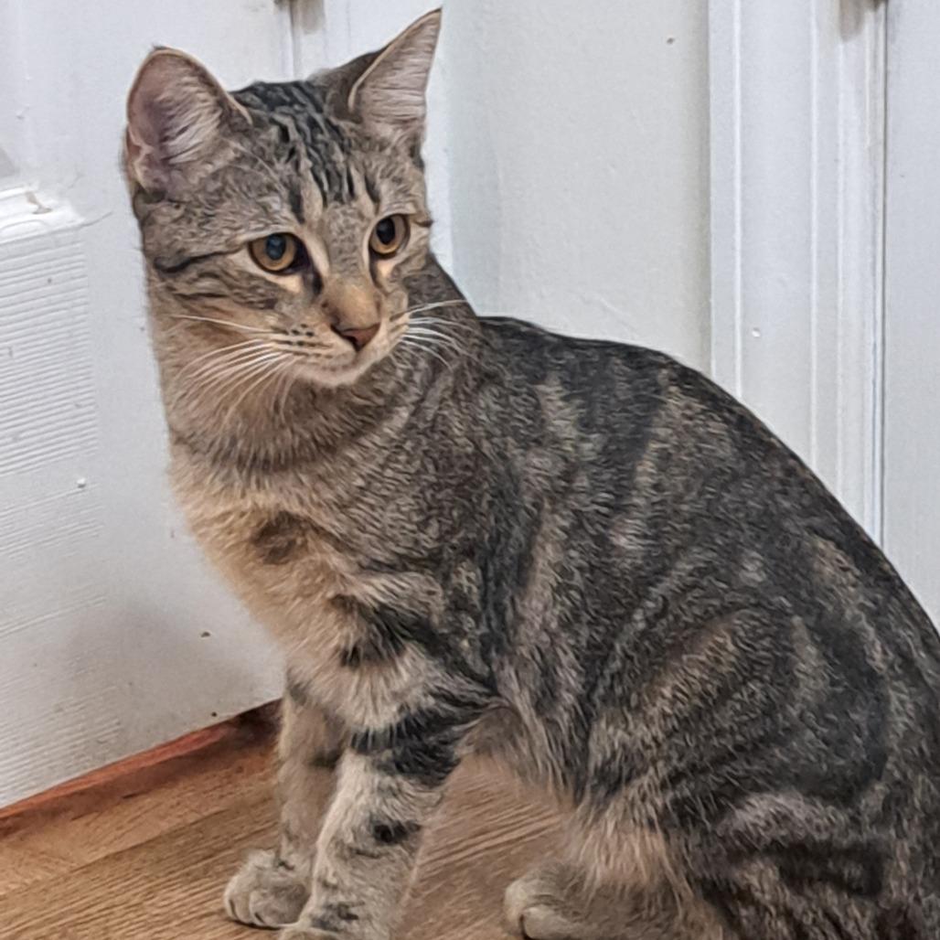 Asher- $25 Bissell Sponsored Adoption Fee!, a Adoptable mixed breed in Staten Island, NY image 2/3