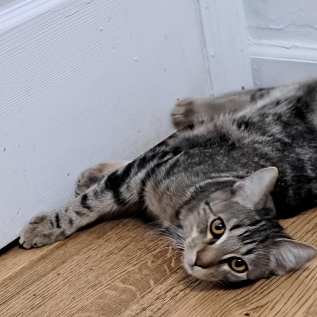 Asher- $25 Bissell Sponsored Adoption Fee!, a Adoptable mixed breed in Staten Island, NY image 3/3