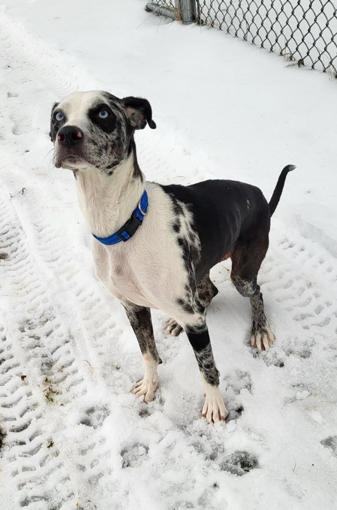 Enlarge Macy, a Adoptable mixed breed in Medford, WI image 1/1