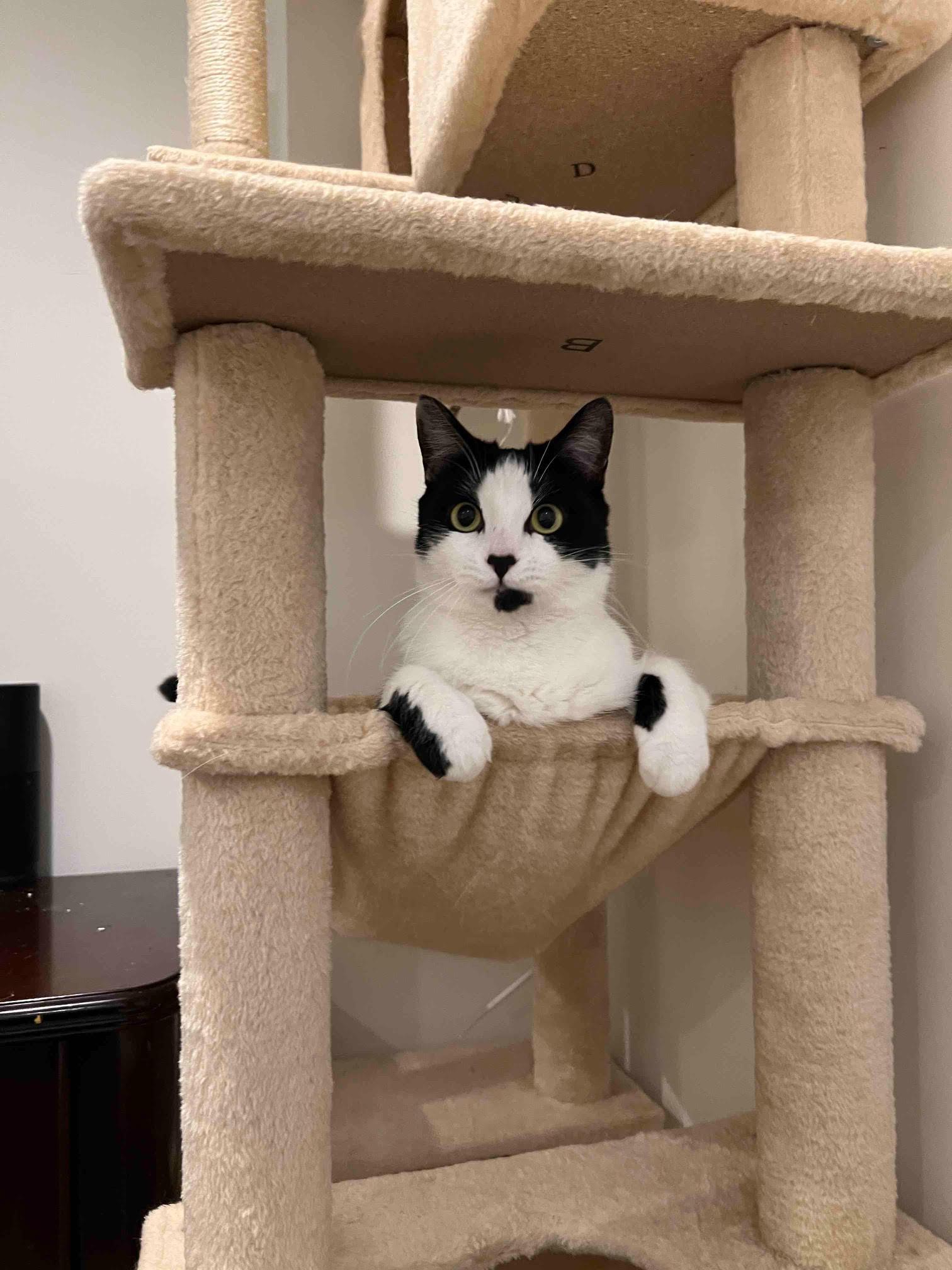 Essie , a ADOPTABLE Domestic Short Hair in Fairfax, VA image 5/6