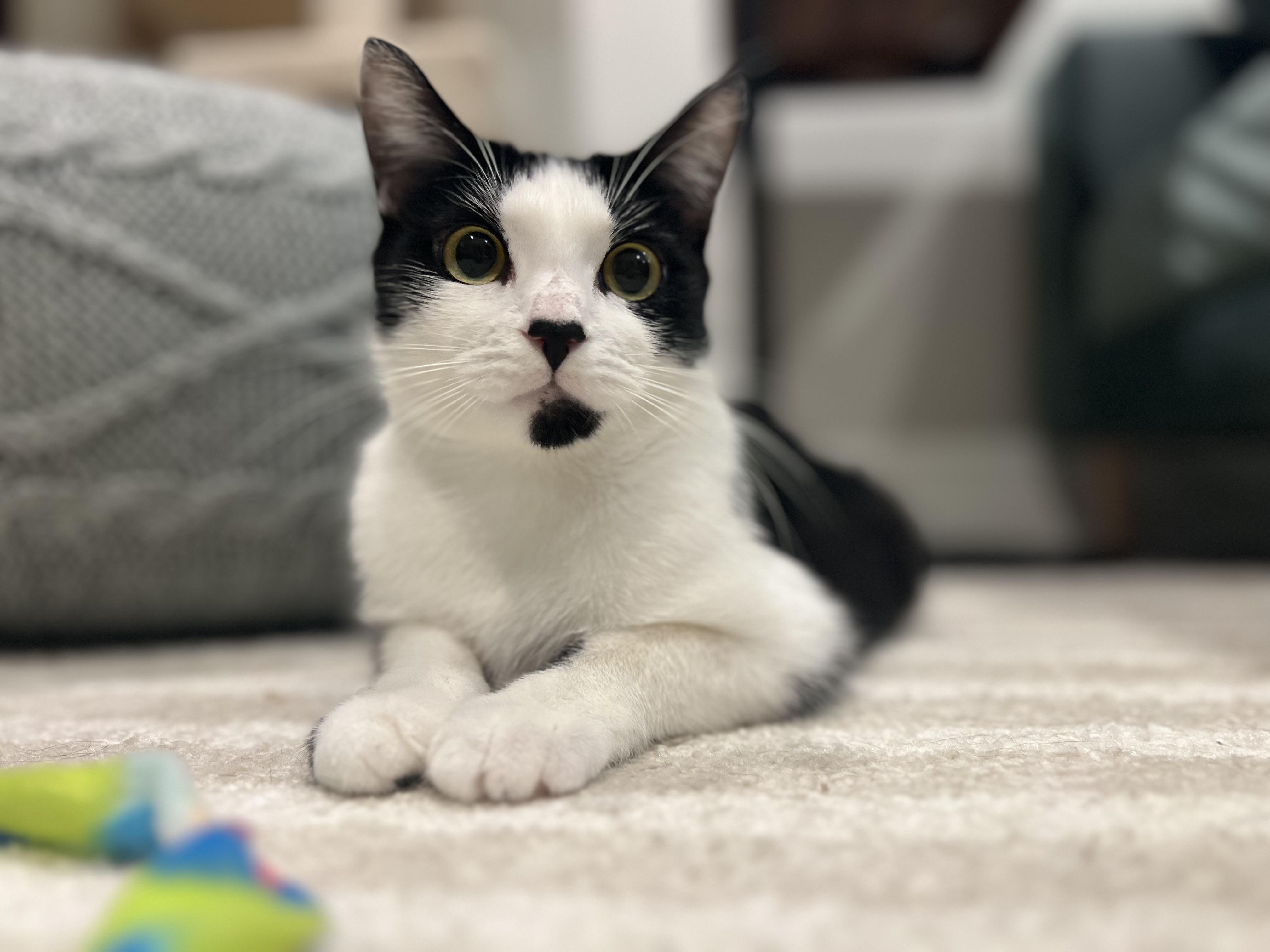 Essie , a ADOPTABLE Domestic Short Hair in Fairfax, VA image 2/6
