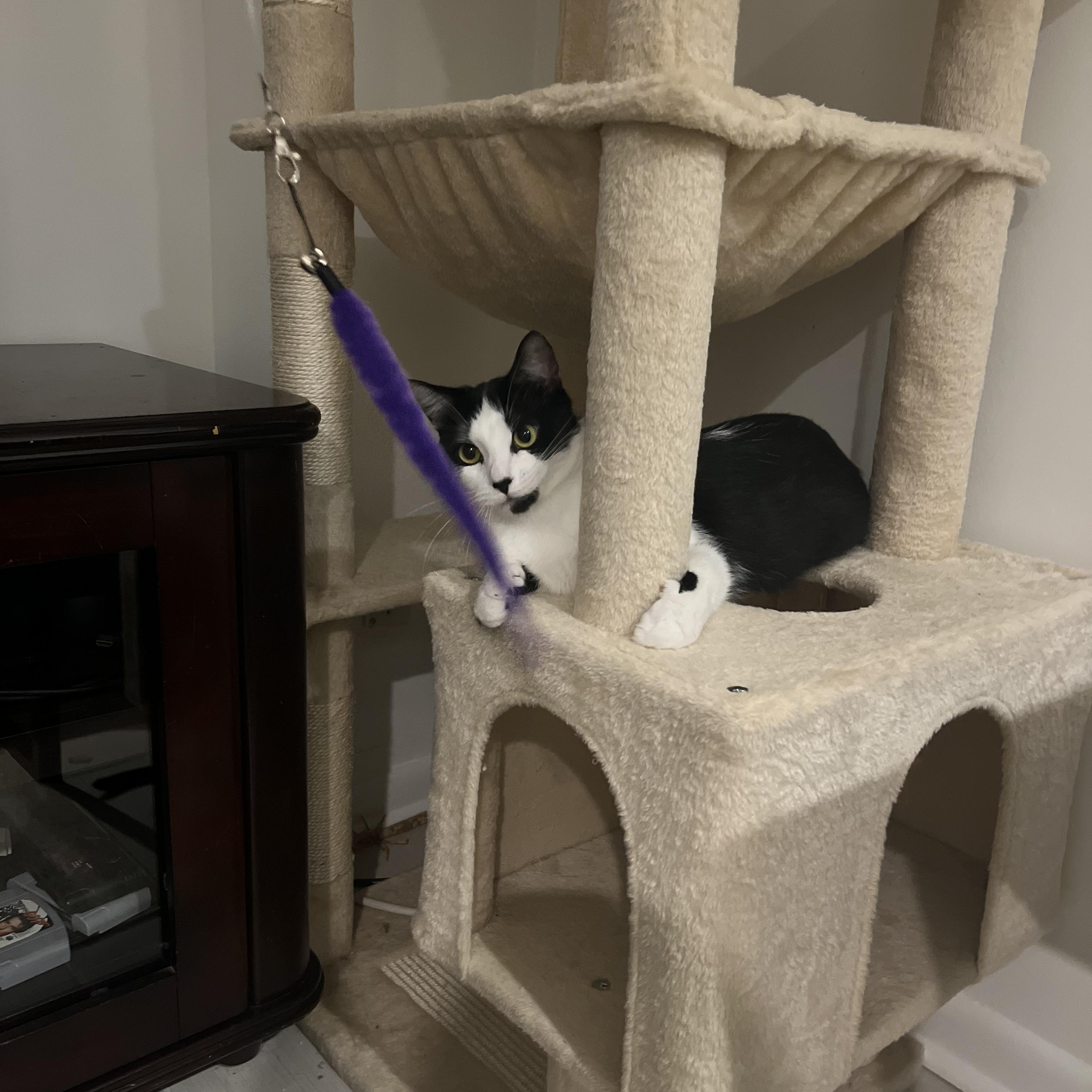 Essie , a ADOPTABLE Domestic Short Hair in Fairfax, VA image 3/6