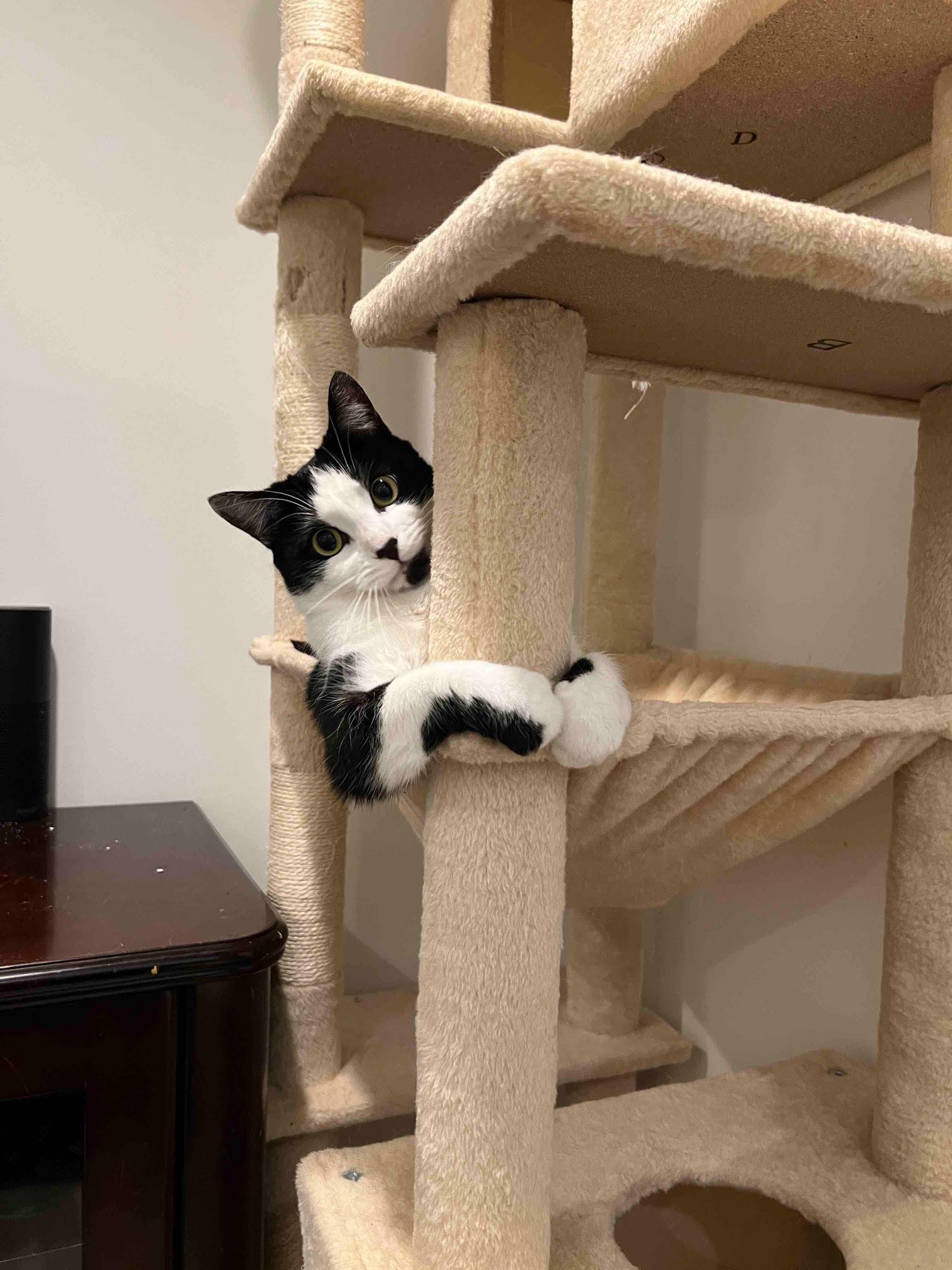Essie , a ADOPTABLE Domestic Short Hair in Fairfax, VA image 6/6