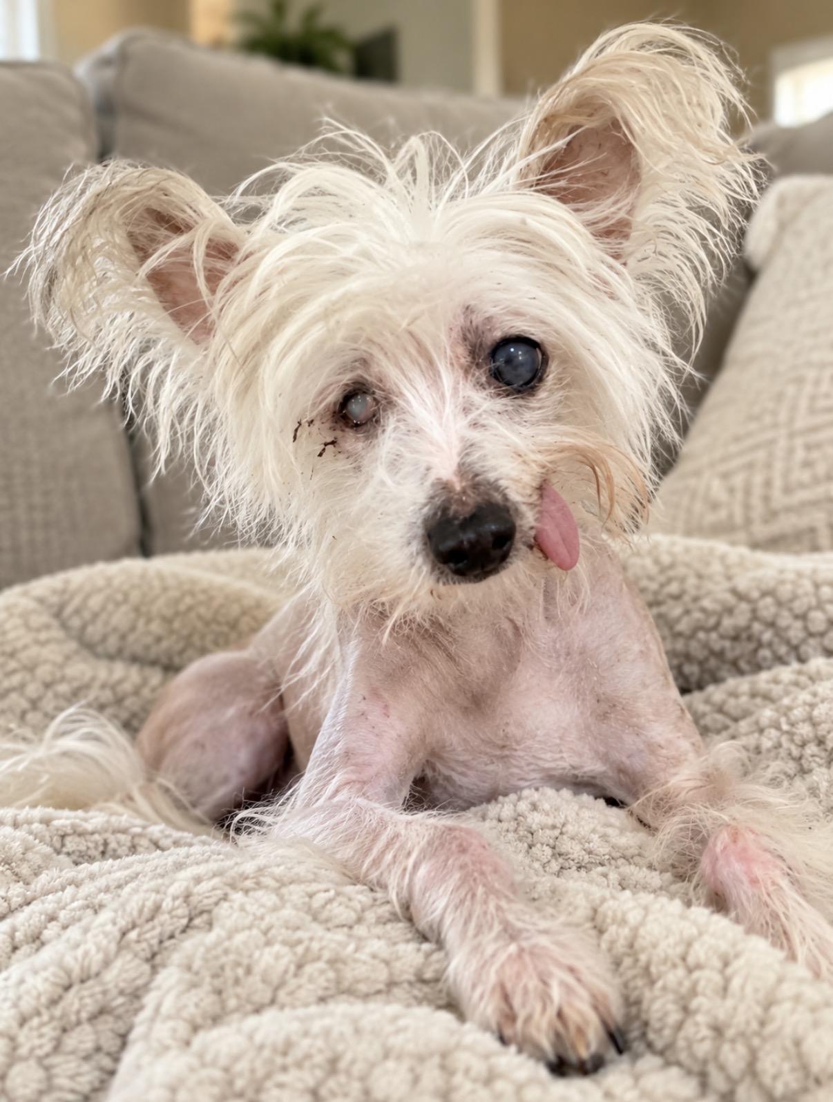 Beedabooda, Adoptable, Senior Male Chinese Crested Dog.