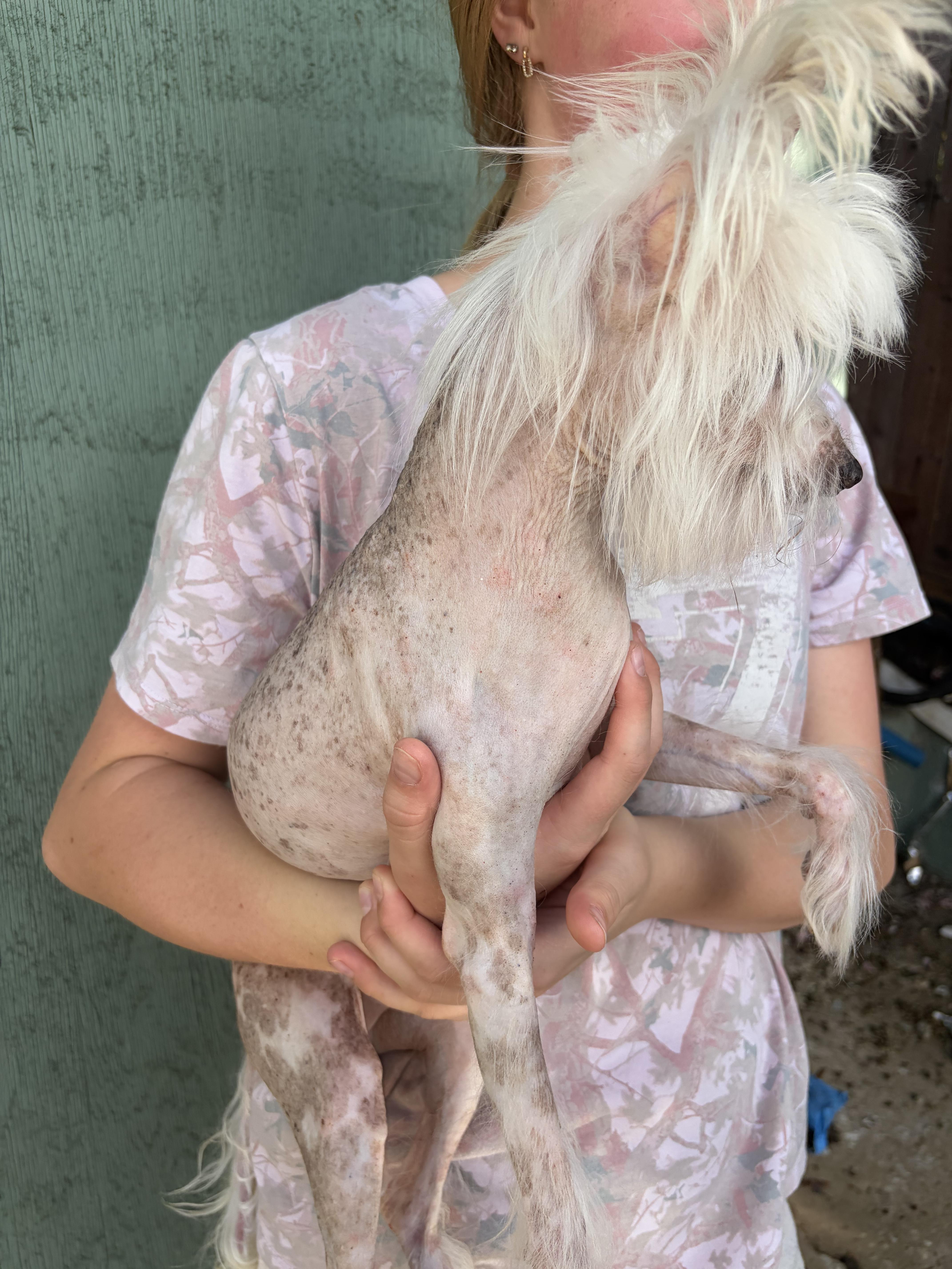 Enlarge Beedabooda, a Adoptable Chinese Crested Dog in Corona, CA image 3/5