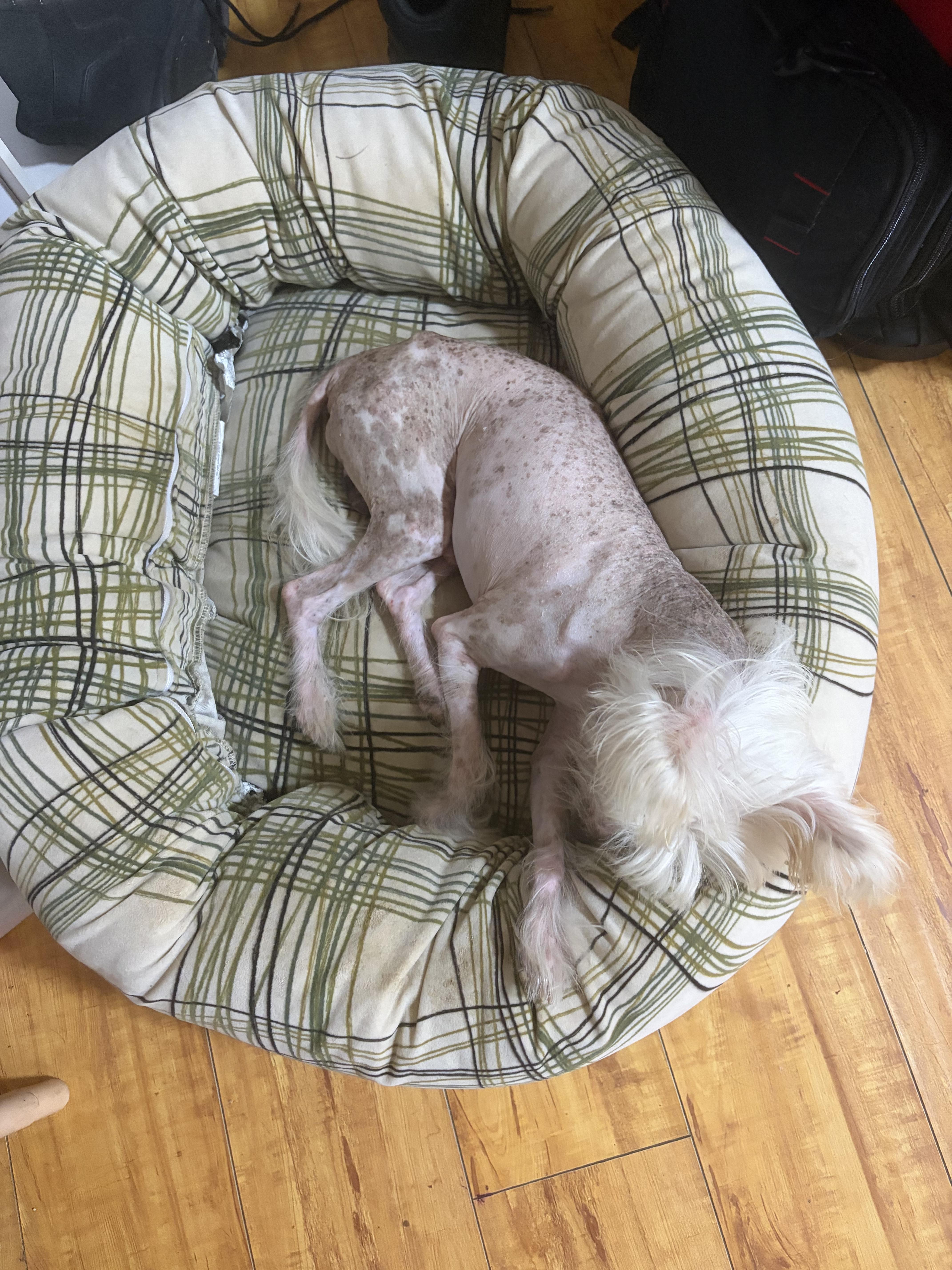 Enlarge Beedabooda, a Adoptable Chinese Crested Dog in Corona, CA image 5/5