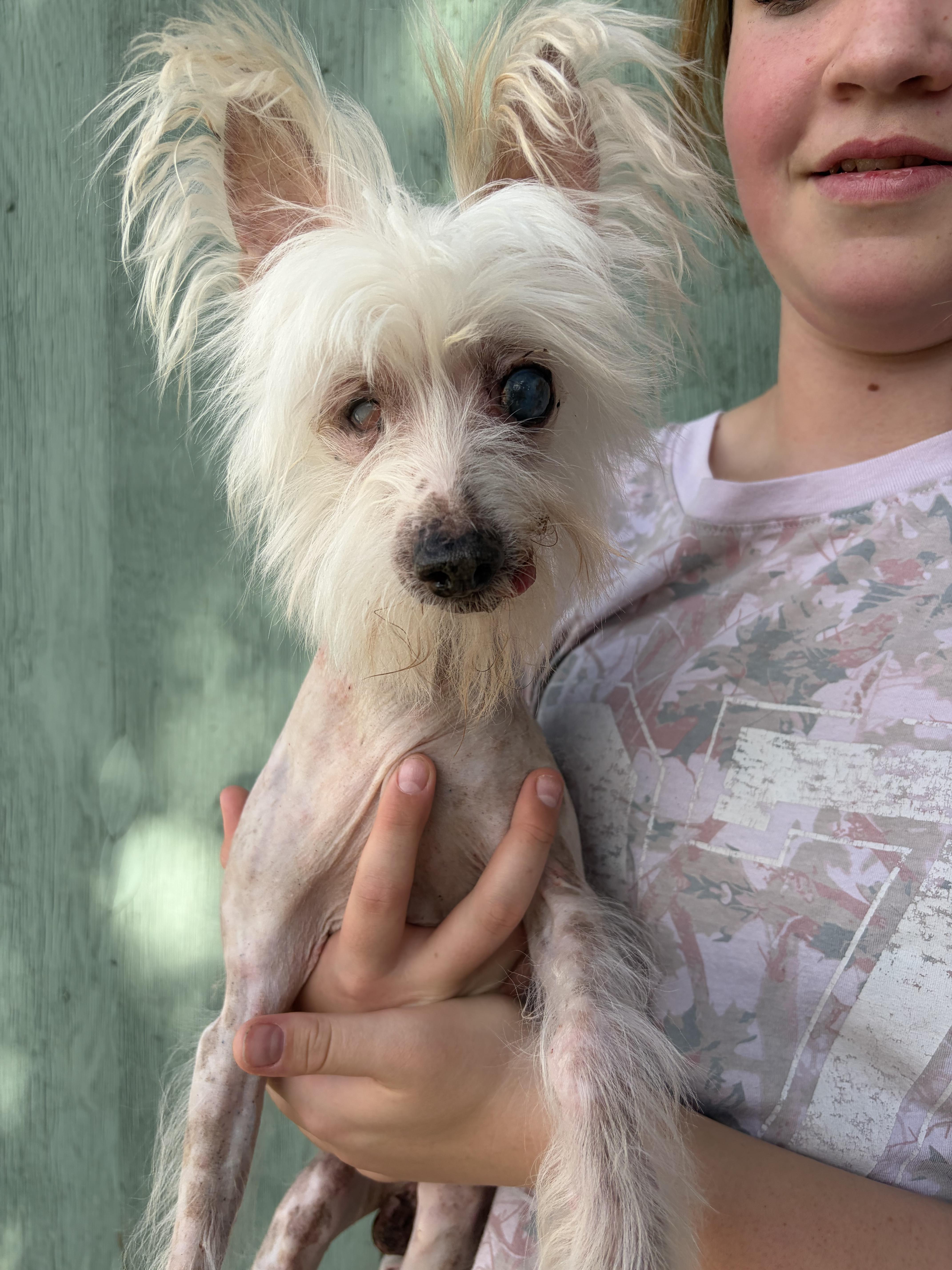 Enlarge Beedabooda, a Adoptable Chinese Crested Dog in Corona, CA image 2/5