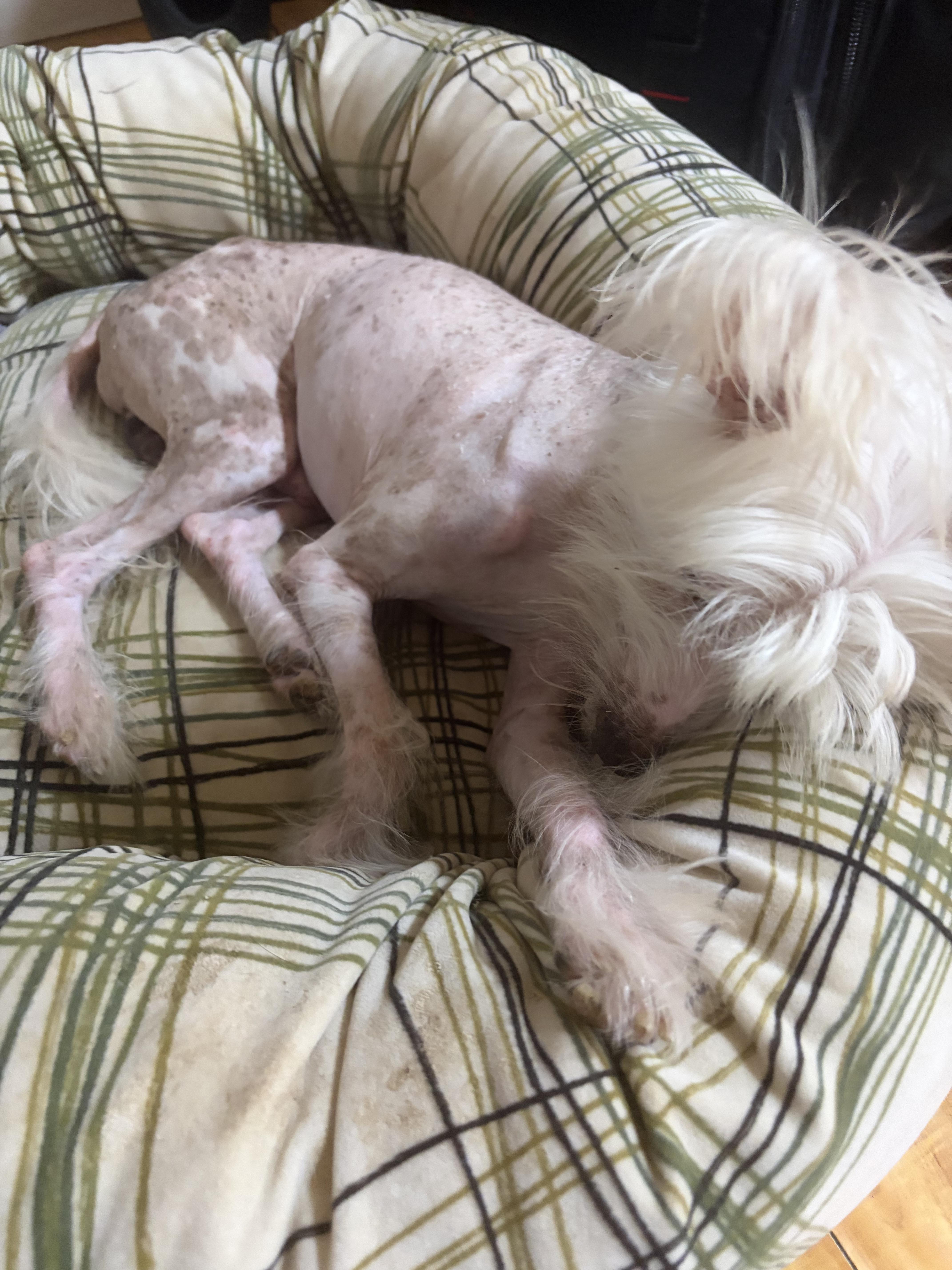 Enlarge Beedabooda, a Adoptable Chinese Crested Dog in Corona, CA image 4/5