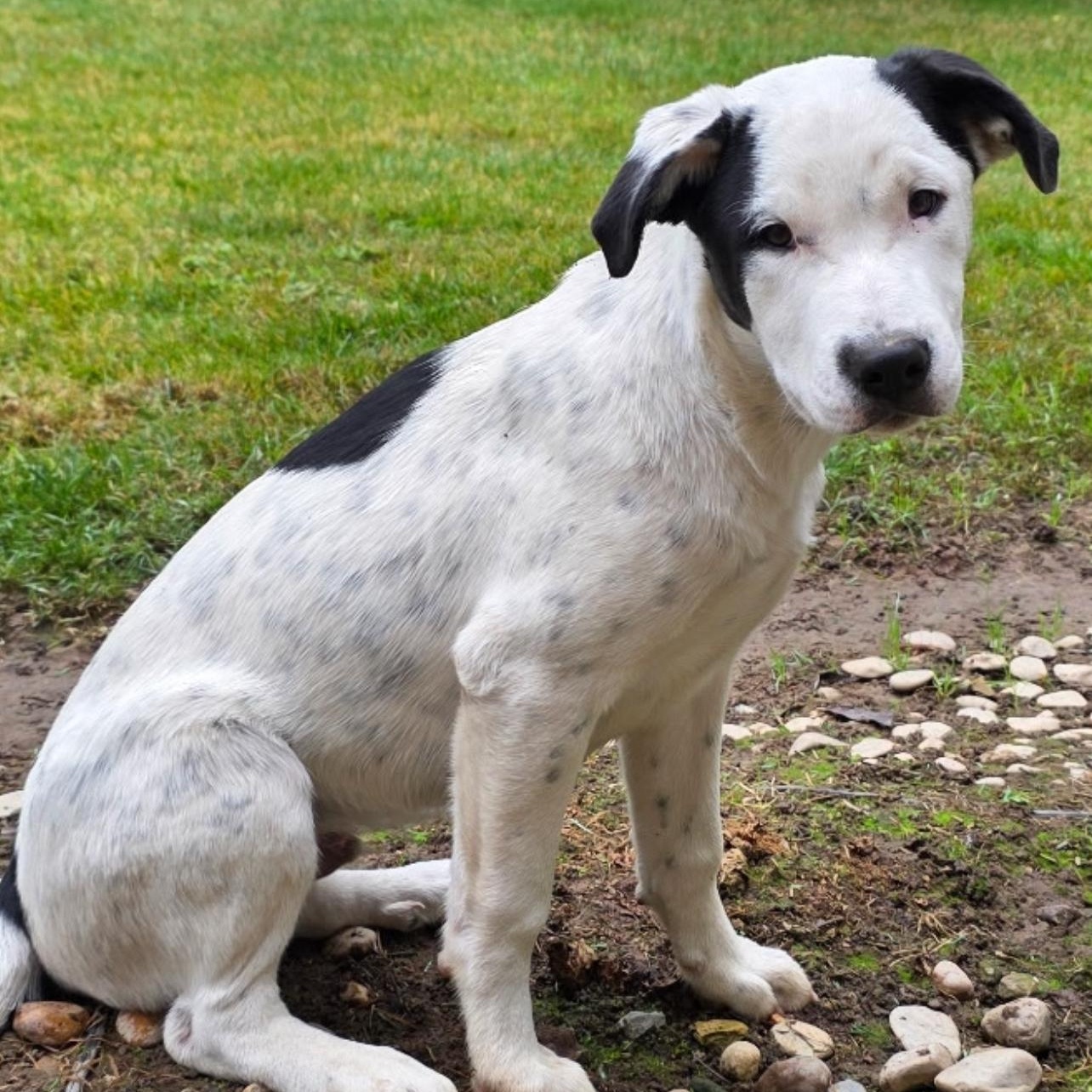 Enlarge Spanky, a Adoptable mixed breed in Lodi, CA image 1/2