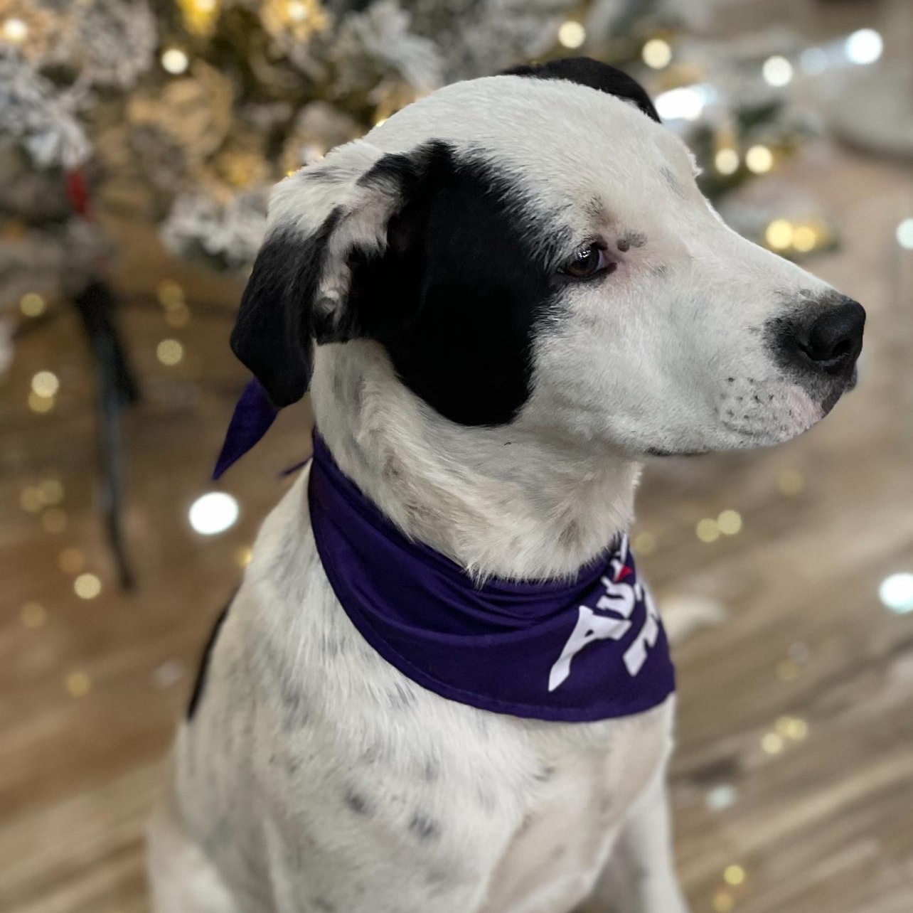 Enlarge Spanky, a Adoptable mixed breed in Lodi, CA image 2/2