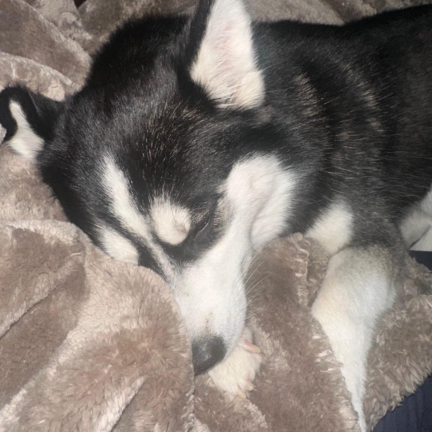 Enlarge Lux, a ADOPTABLE Pomsky in Richmond, VA image 3/5