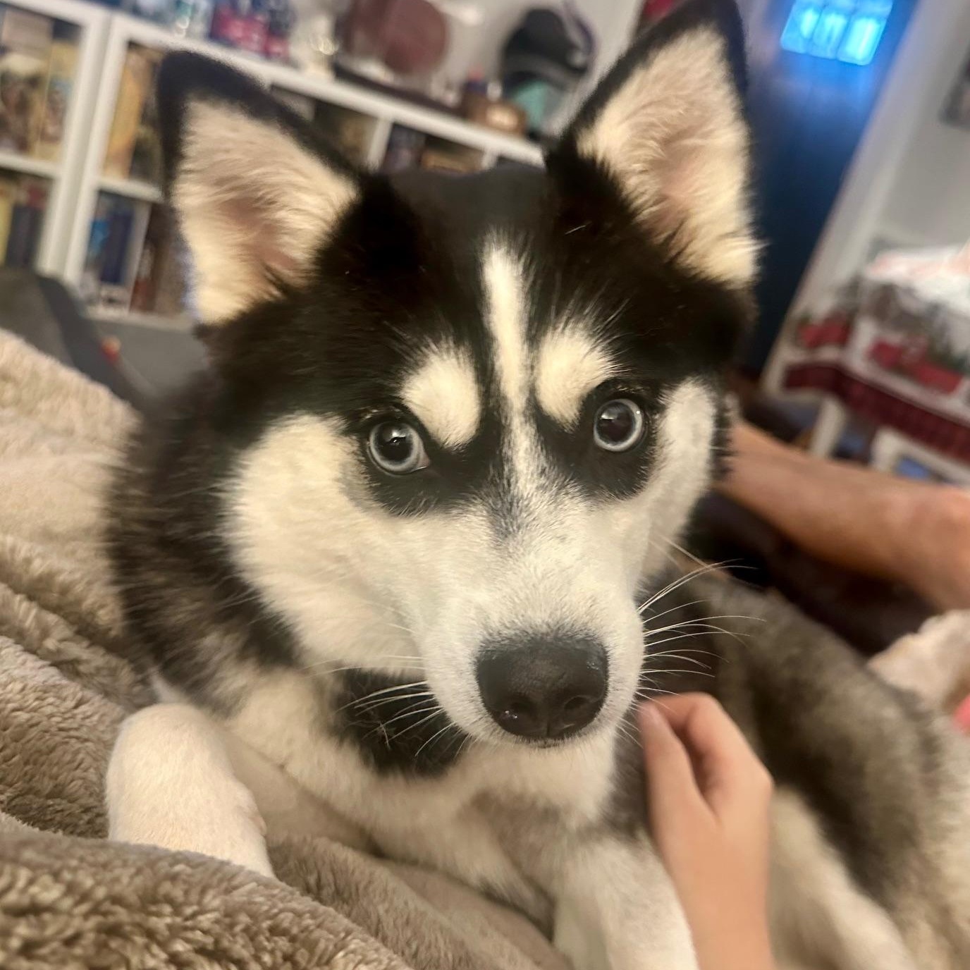 Lux, ADOPTABLE, Adult Female Pomsky.