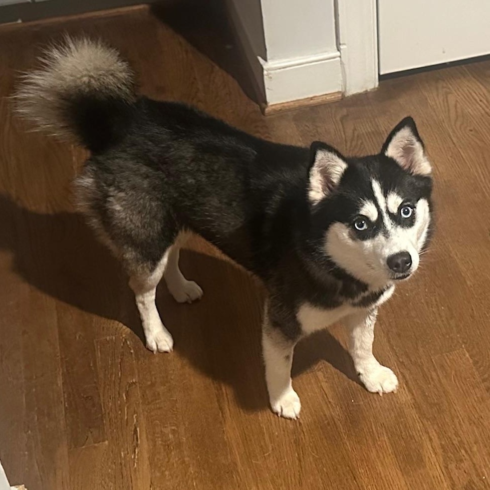 Enlarge Lux, a ADOPTABLE Pomsky in Richmond, VA image 5/5